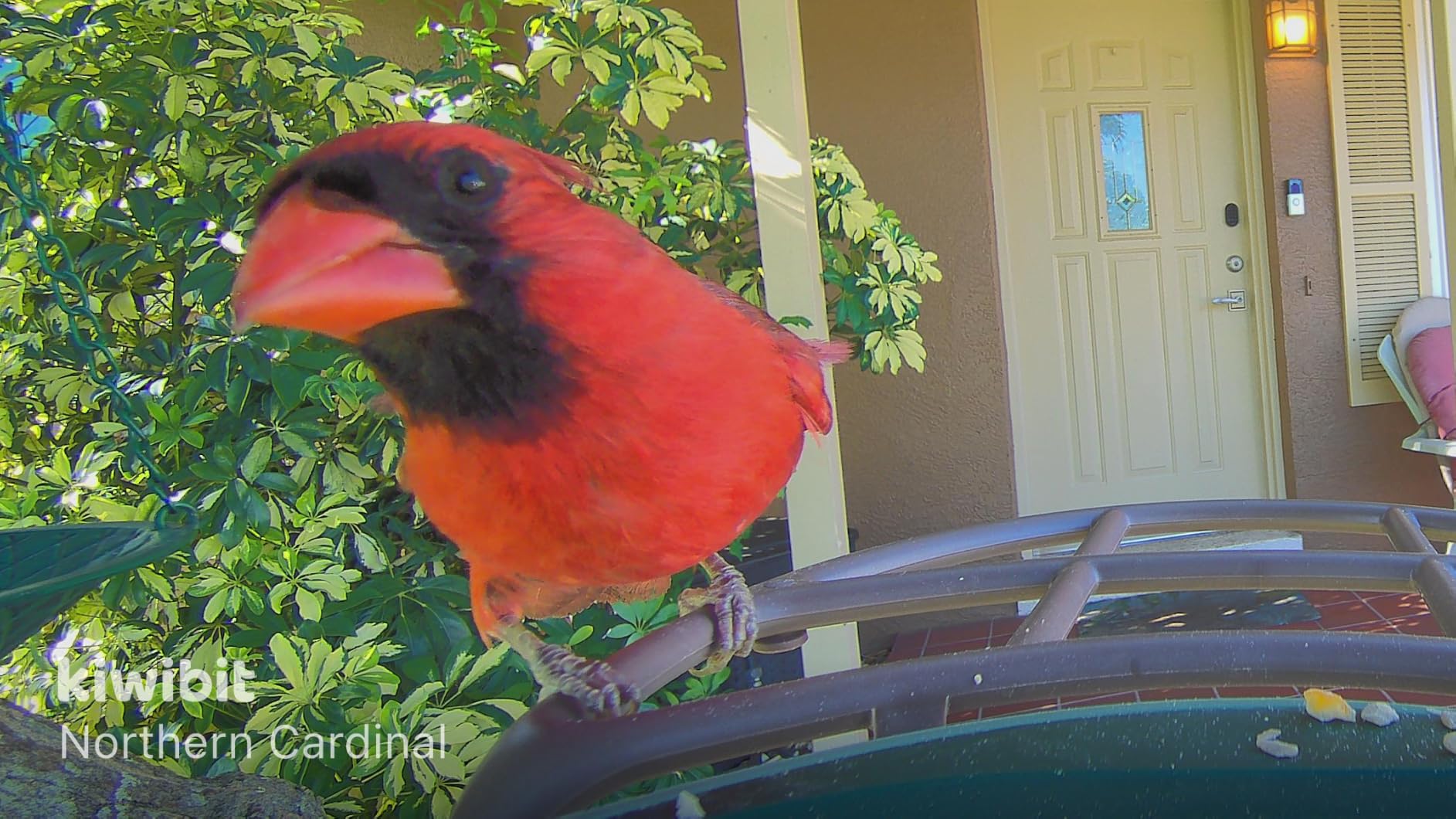 Solar Smart Bird Feeder with Camera, 4K HD Bird Feeder for Outdoors | AI Bird Species Identification, Wild Bird Feeder Camera, Live Video, 8MP Photos, Bird Watching Gift for Bird Lovers, Green customer photo 1