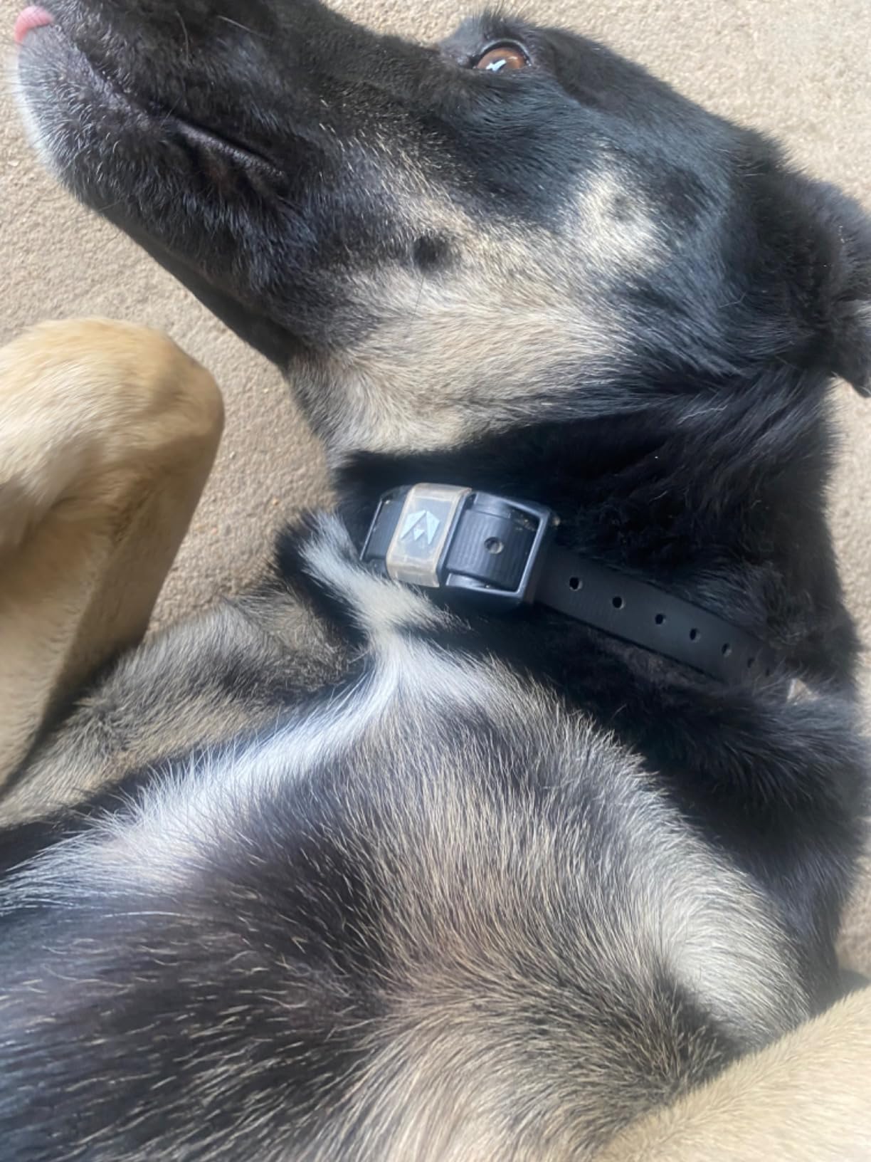 INVIROX Ultra K9 Dog Shock Collar, 124 Levels, Night Light, IP67 Waterproof (Camo, 1 Dog) customer photo 2