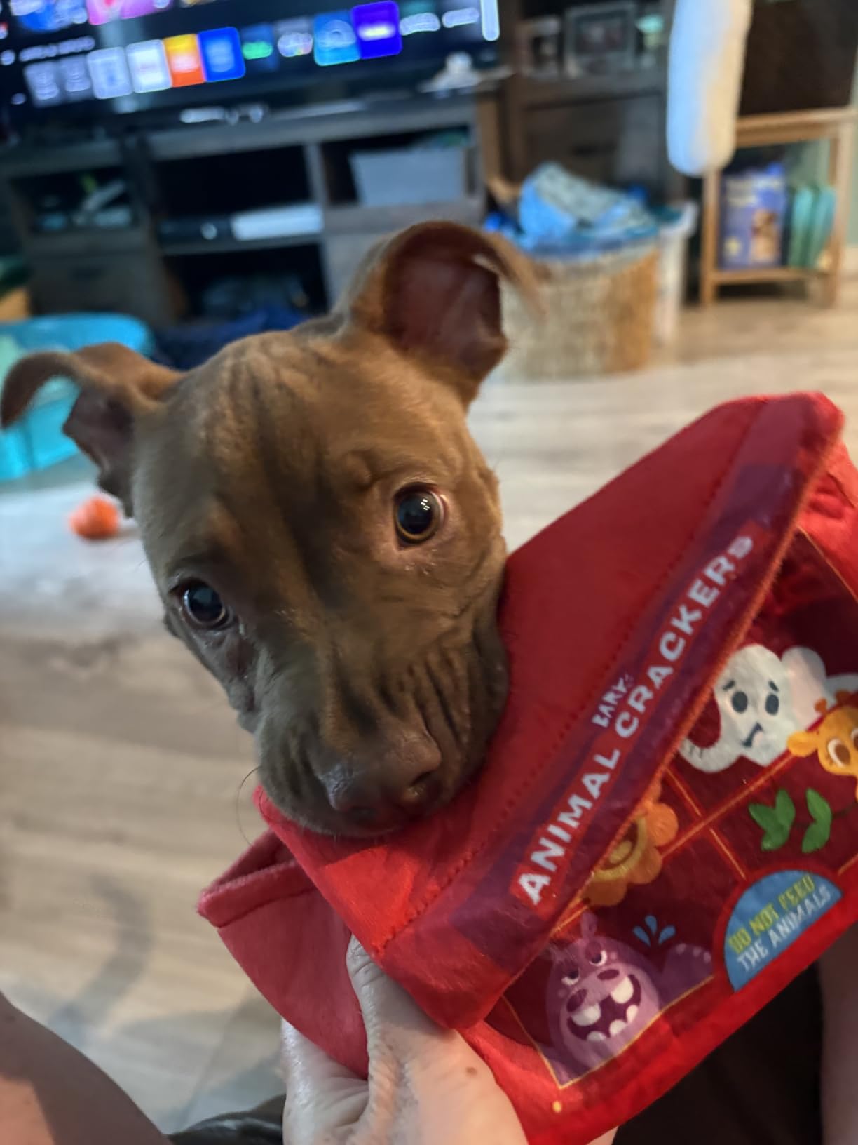 BarkBox Animal Squeakers 4-in-1 Interactive Plush Dog Toy | Squeaky Dog Toys with Crinkle Box and Treat-Hiding - For Extra Small to Small Dogs and Puppies customer photo 1