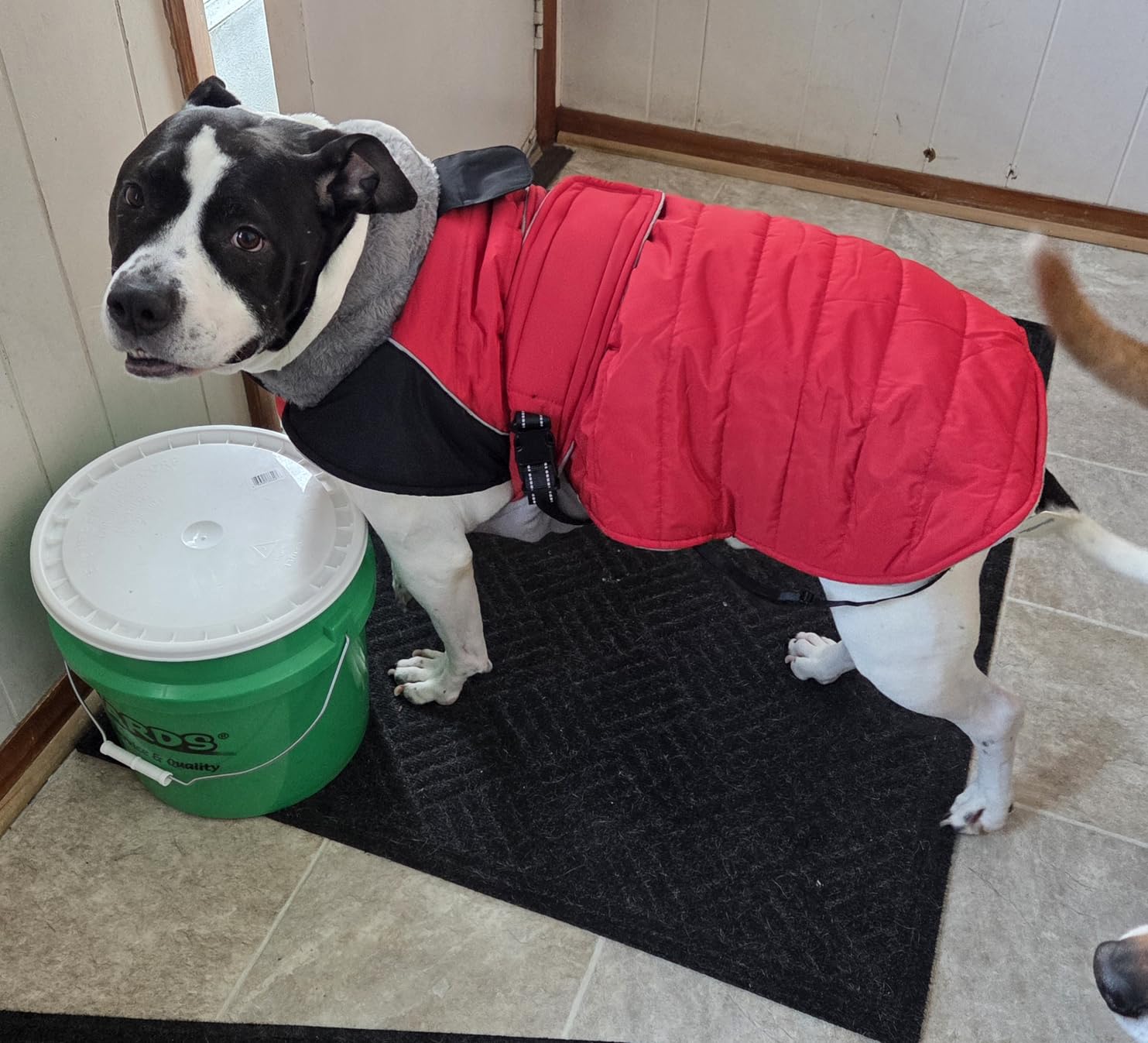 MIGOHI Thermal Large Dog Fleece Jacket - Rainproof Coat for Large Dogs, Thick Dog Winter Coat,Snow Jacket for Dogs Windproof for Hunting Camping,Windy Chilly Days,Doberman,Great Dane,3XL,RedBlack customer photo 1