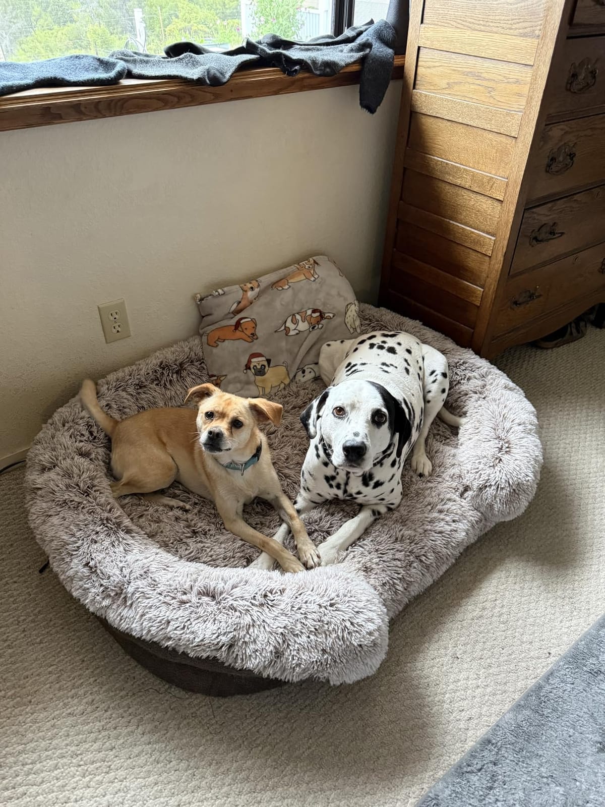 Miorun Fluffy Orthopedic Dog Beds Large Sized Dog, 48