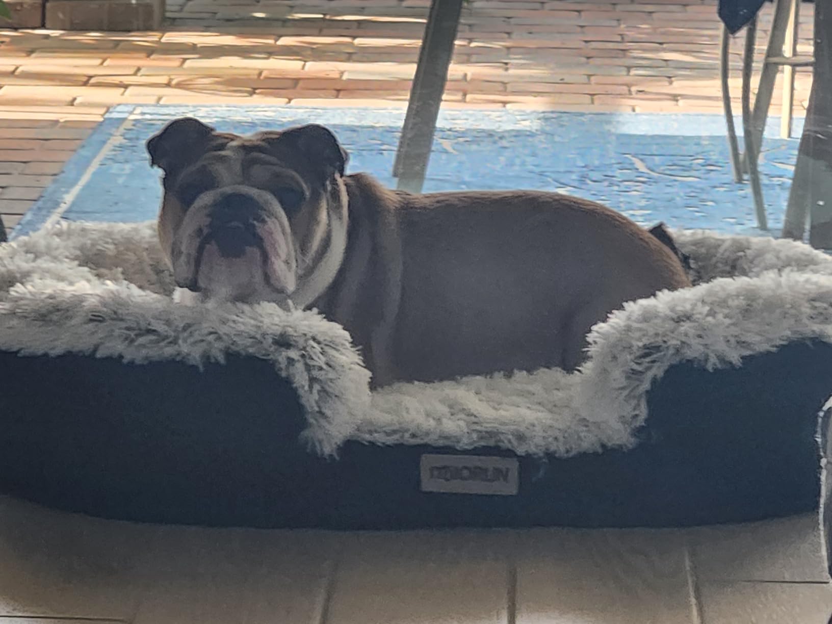 Miorun Fluffy Orthopedic Dog Beds Large Sized Dog, 48