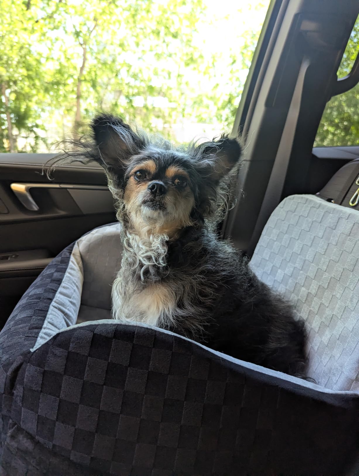 PETICON Waterproof Dog Car Seat for Small Medium Dogs, 6in Memory Foam | Pet Booster Seat for Dogs up to 26 lbs with Pockets, Detachable Washable Pet Carseat with Y-Shape Safety Belt customer photo 1