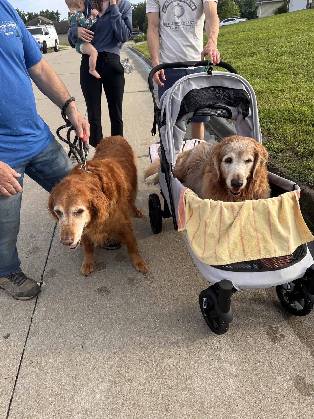 Pet Stroller with Ramp for Large Dog up to 132lbs Portable & Foldable | Large Pet Gear for Multiple Dogs, All-Terrain with Mesh Window & NO-Zip, Removable Mattress, Friendly to Elderly & Disabled Dogs customer photo 2
