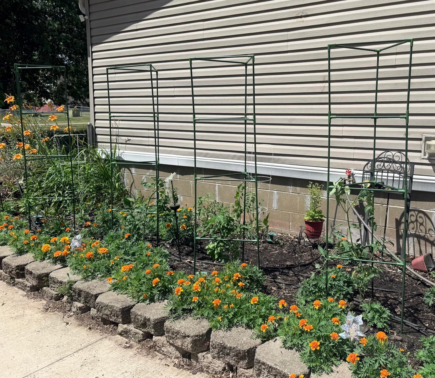 ZeeDix 65 Inch 4 Pack Heavy Duty Tall Tomato Cages for Garden | Large Plant Support Stakes for Climbing Plants Heavy Vegetables, Adjustable Tomato Trellis for Outdoor Raised Garden Beds customer photo 1