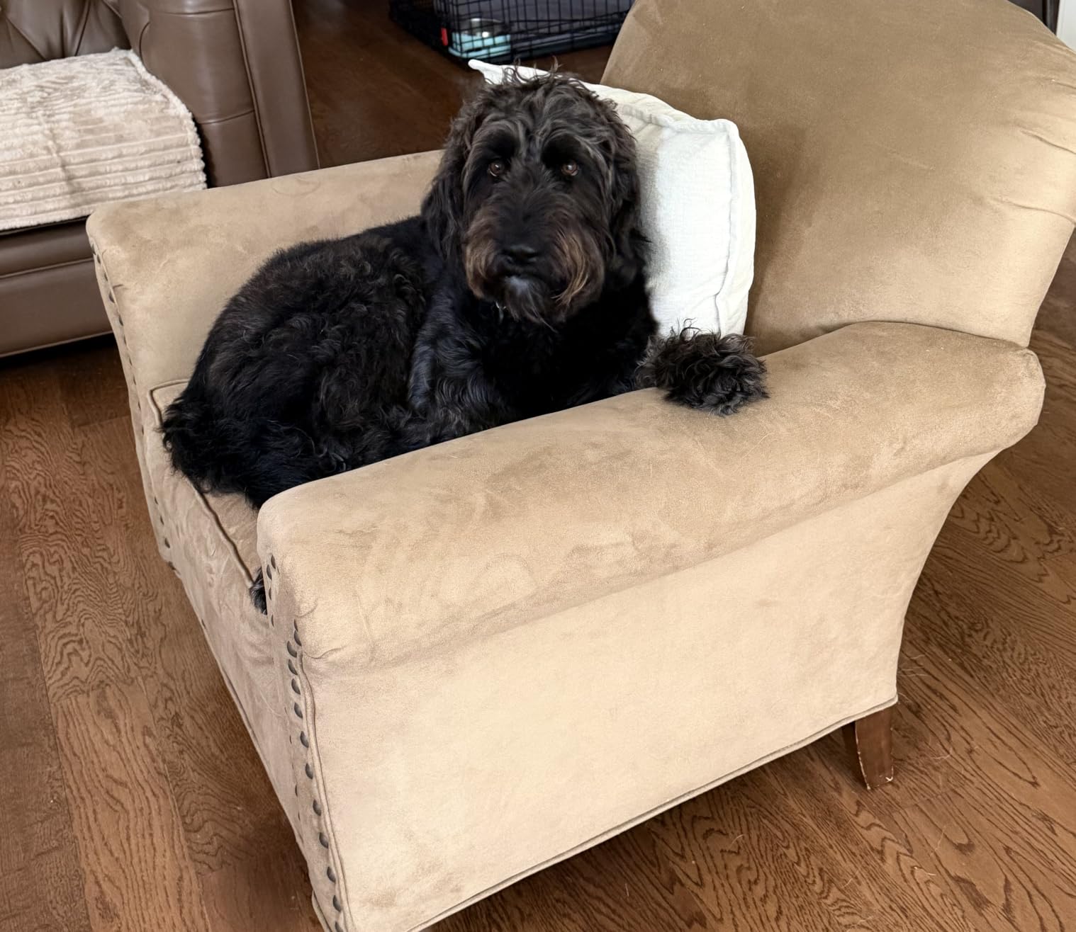 OhGeni Orthopedic Waterproof Large Dog Bed, Memory Foam, 44 inch(Gray) | Machine-Washable Removable Cover in Easy-Clean Fabric, Reversible Memory Foam & Easy-Carry Handle, Wider and Larger customer photo 1