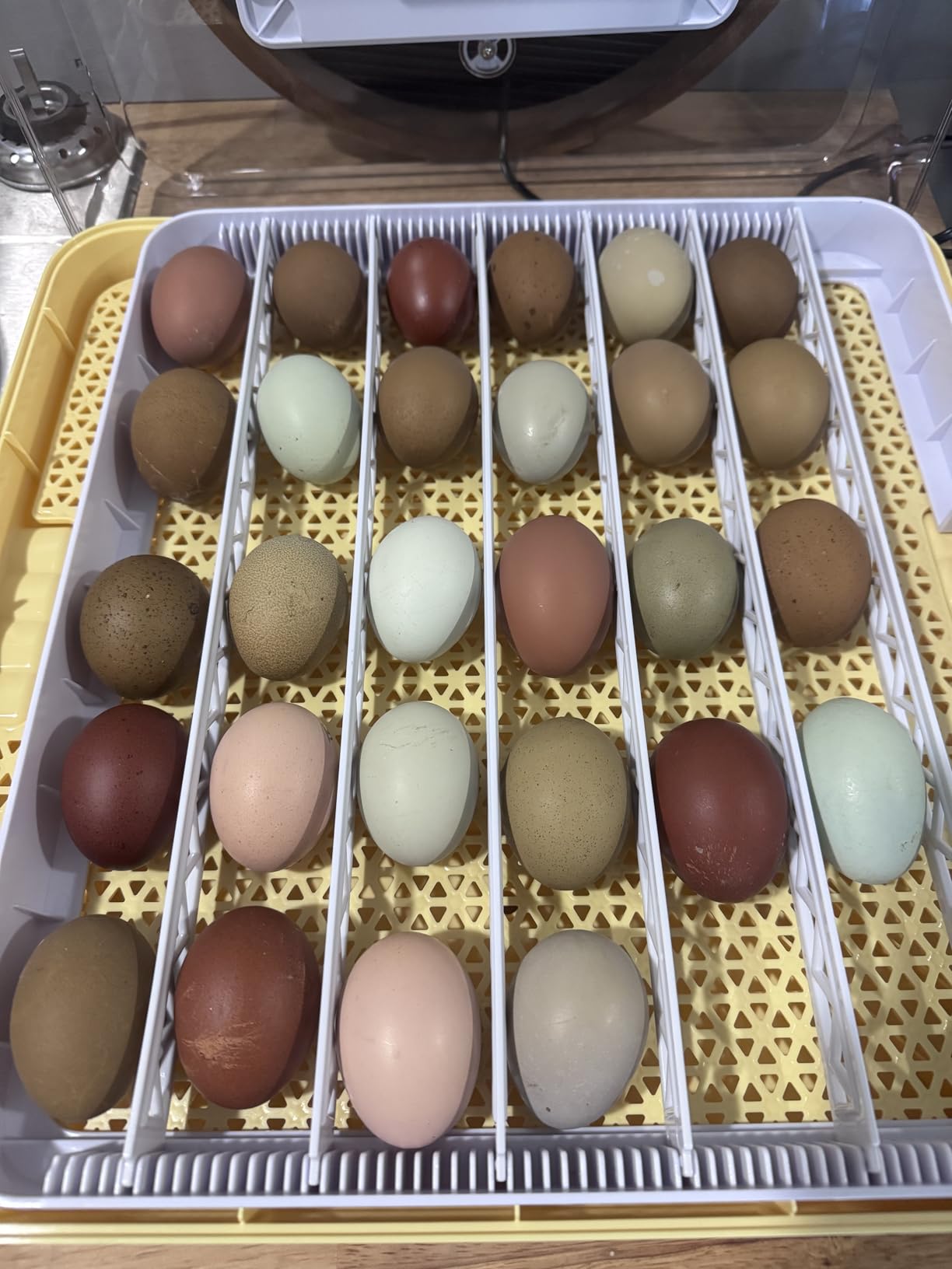 VEVOR 400 Egg Incubator, Poultry Incubator Cabinet with Automatic Eggs Turning, Temperature & Humidity Control, Heating & Cooling Egg Hatcher, Commercial Incubators for Hatching Chicks Ducks Goose customer photo 1