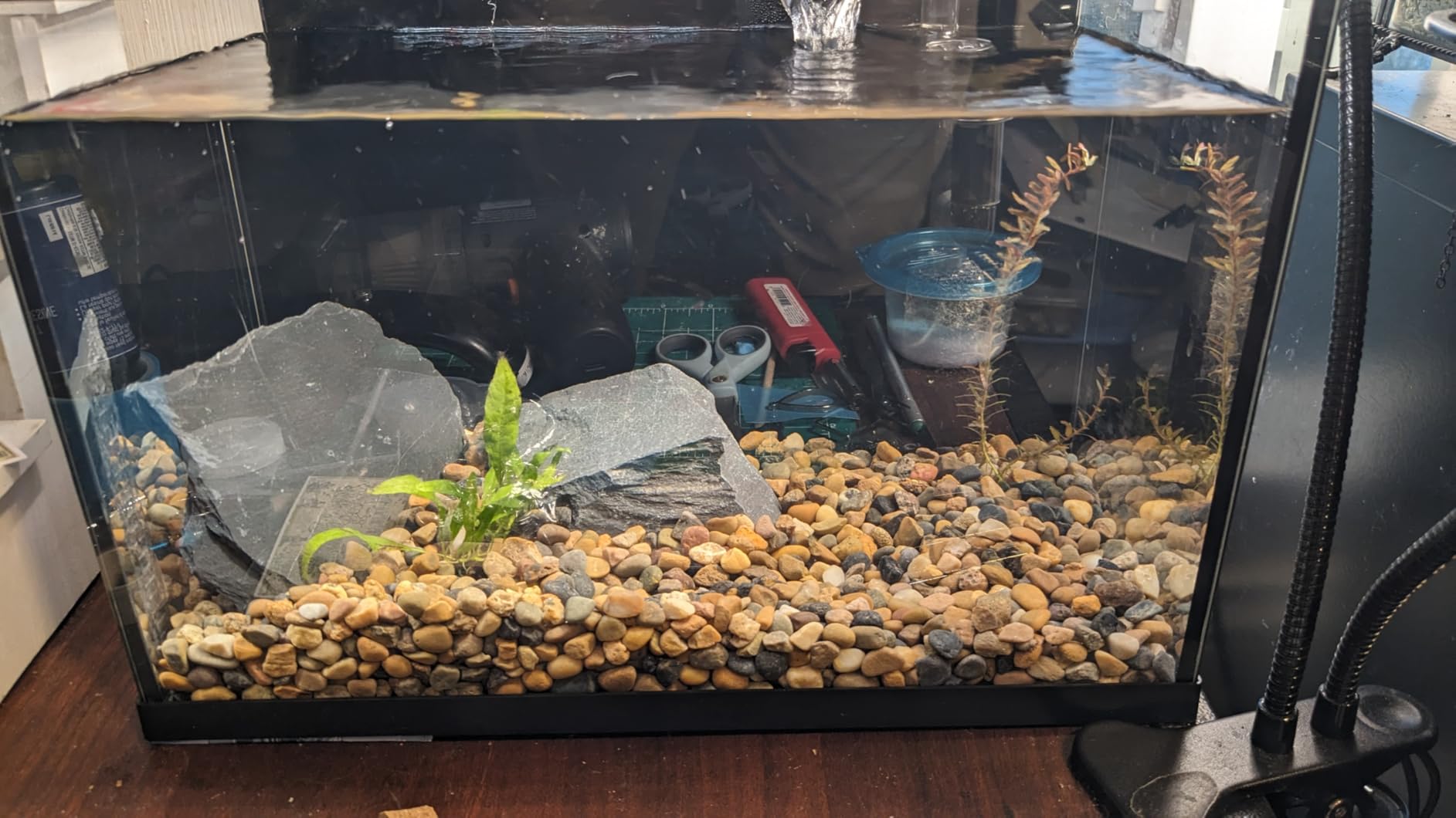 2.8 Gallon Glass Fish Tank,Small Fish Tank with Light and Filter | Aquarium Starter Kit,Nano Shrimp Aquarium for Small Fish, Shrimp,or Betta,Desktop Corner customer photo 2