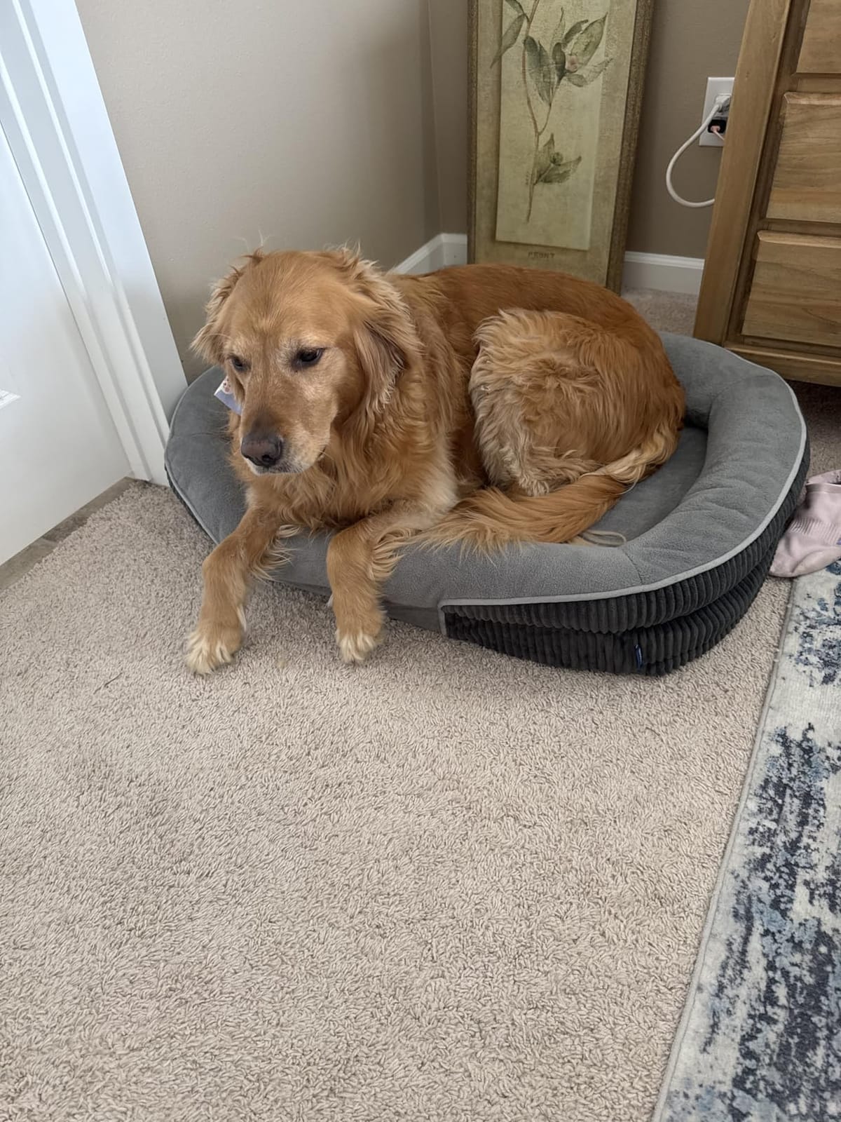 Bedsure 360°Oval Bolster Orthopedic Dog Beds Large Sized Dog,35