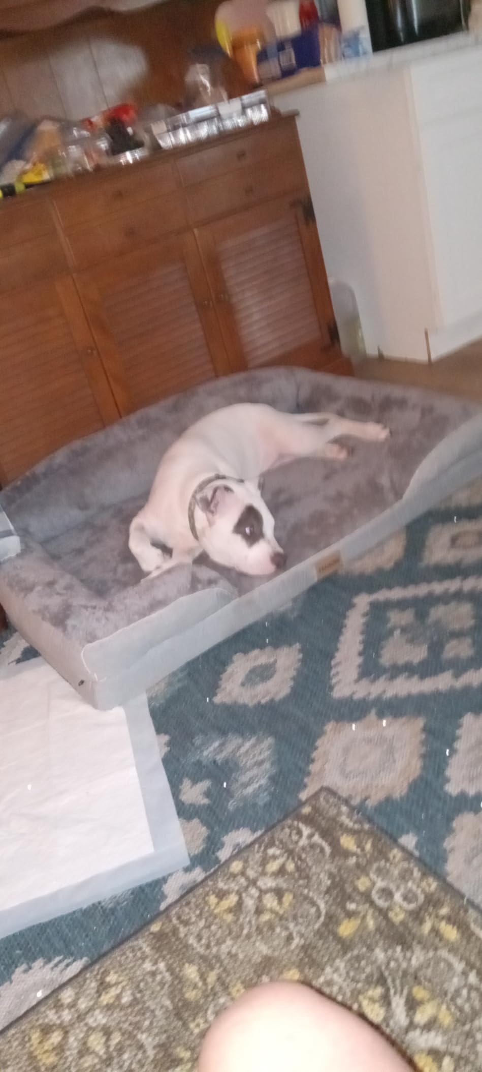Orthopedic Dog Bed for Extra Large Dogs, 45