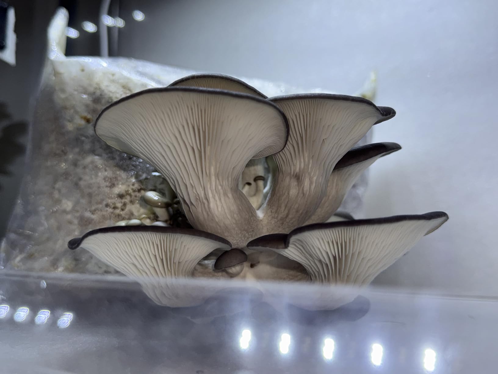 Smart Mushroom Growing Kit for Indoor Use, Automatic Humidity&Light Control, Mushroom Grow Box with Fresh Air Exchange System, Grow Gourmet&Functional Mushrooms at Home, Monotub Compatible,16x11x15 In customer photo 1