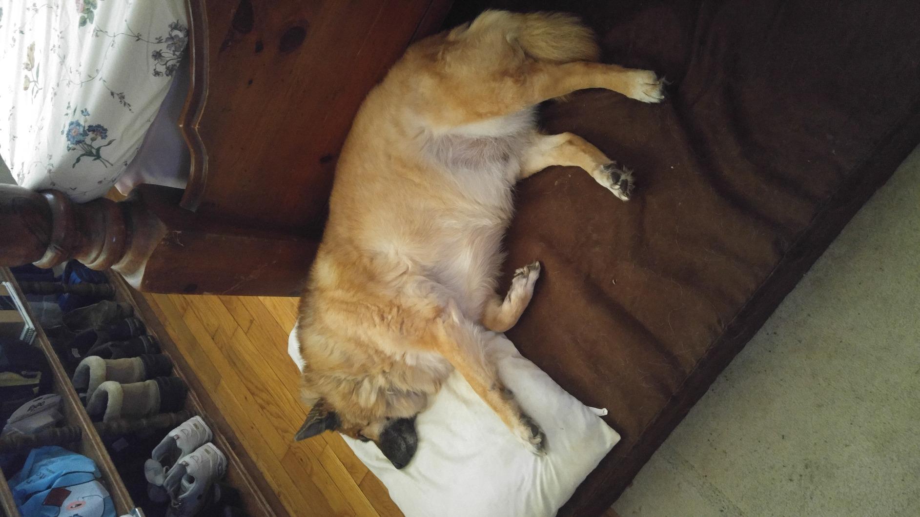 Barker Beds Large Orthopedic Dog Bed - 7