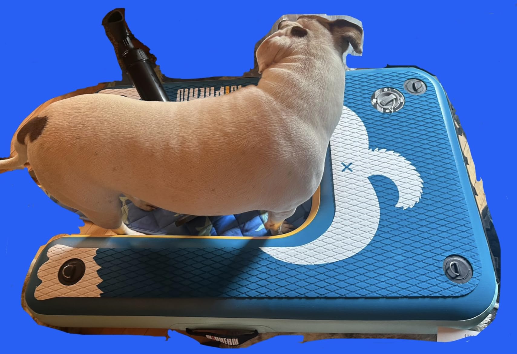 Niphean Dog Pool Ramp, Non-Slip Floating Dog Boat Ramp Up to 240 Pounds | Inflatable Dog Water Ramp for Pool, Boat, Dock & Lake, Safe & Durable Ladder for Large Pets to Easy Water Access customer photo 2