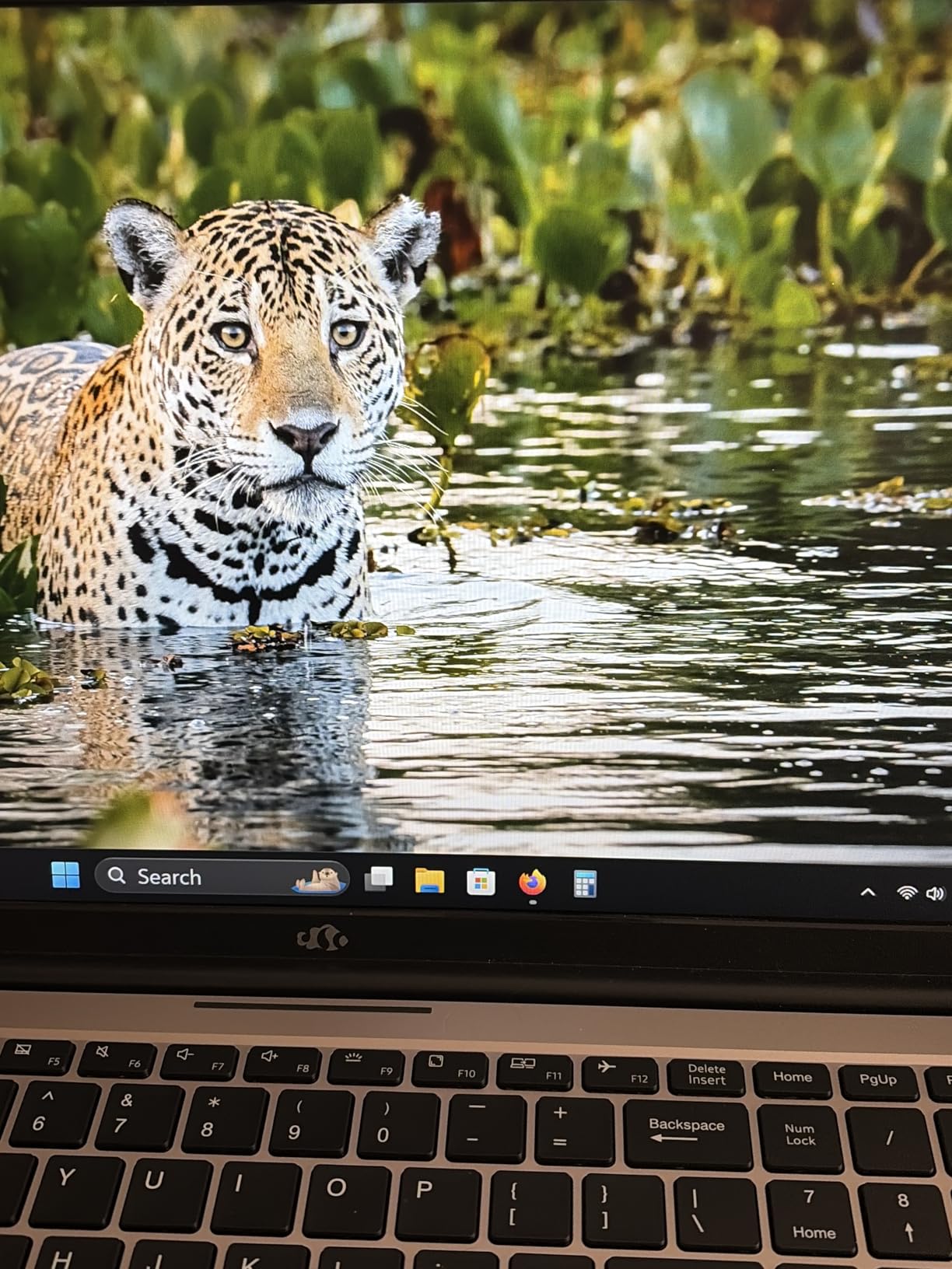 NIMO 15.6 AI Creator Laptop, 8-Core AMD Ryzen 7 8745HS 32GB RAM 1TB SSD, Radeon 780M customer photo 2