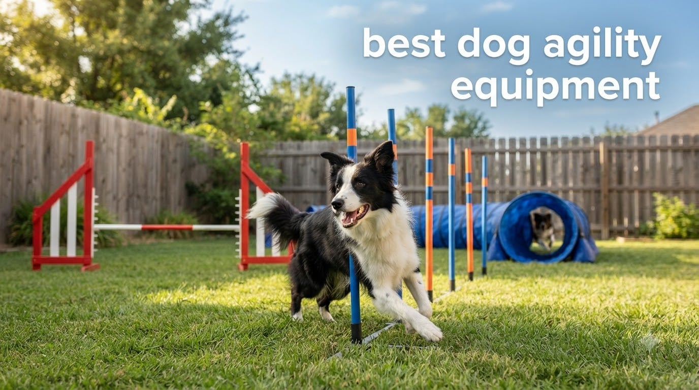best dog agility equipment