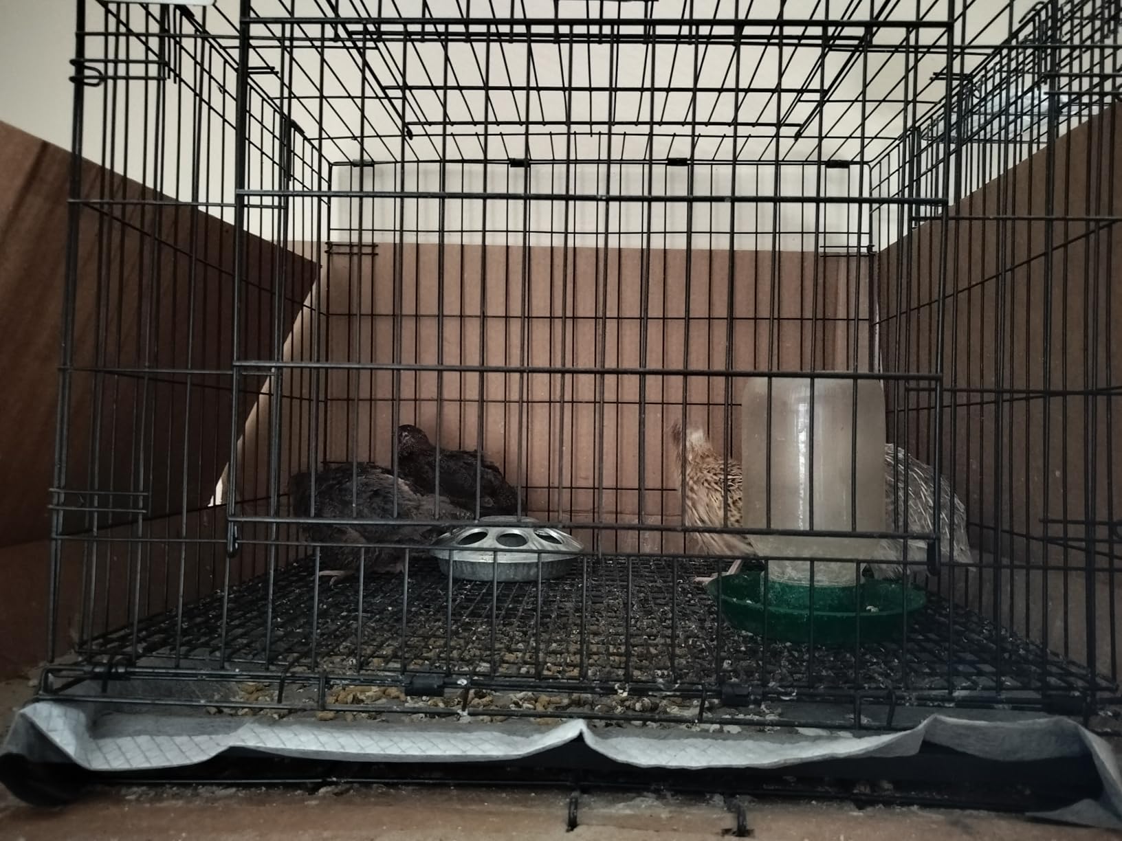 MidWest Homes for Pets Small Wabbitat Rabbit Cage, Grid Mesh Floor, Removable Tray, Top & Front Door Access, Rust Resistant Finish, No Tools Required customer photo 1