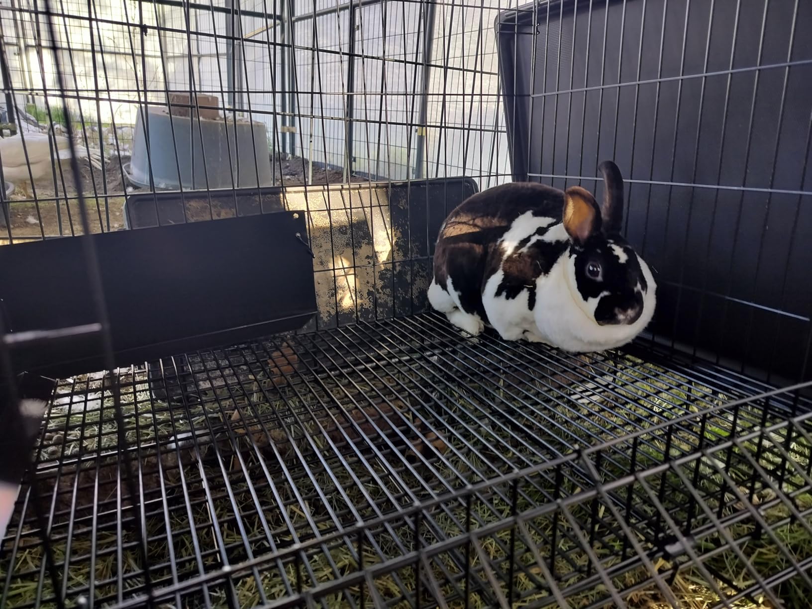 MidWest Homes for Pets Small Wabbitat Rabbit Cage, Grid Mesh Floor, Removable Tray, Top & Front Door Access, Rust Resistant Finish, No Tools Required customer photo 2