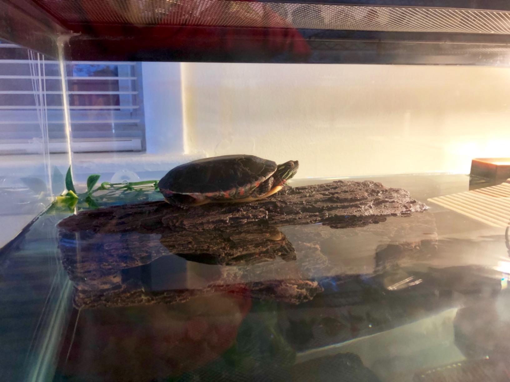 Zoo Med Floating Turtle Log customer photo 1