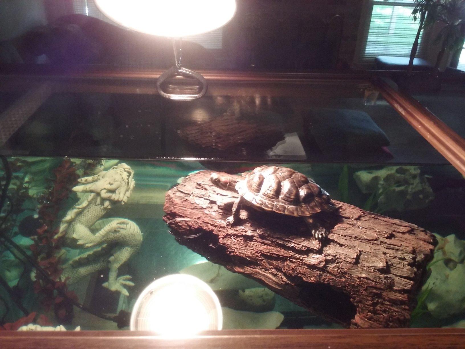 Zoo Med Floating Turtle Log customer photo 2