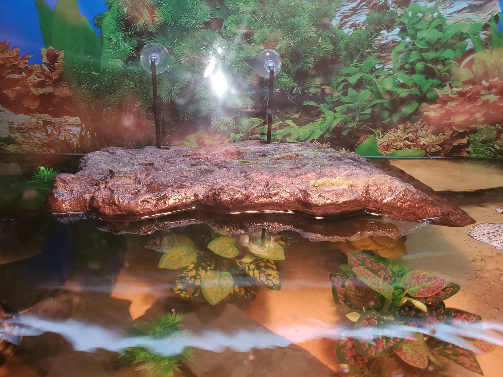 Zoo Med Turtle Dock customer photo 2