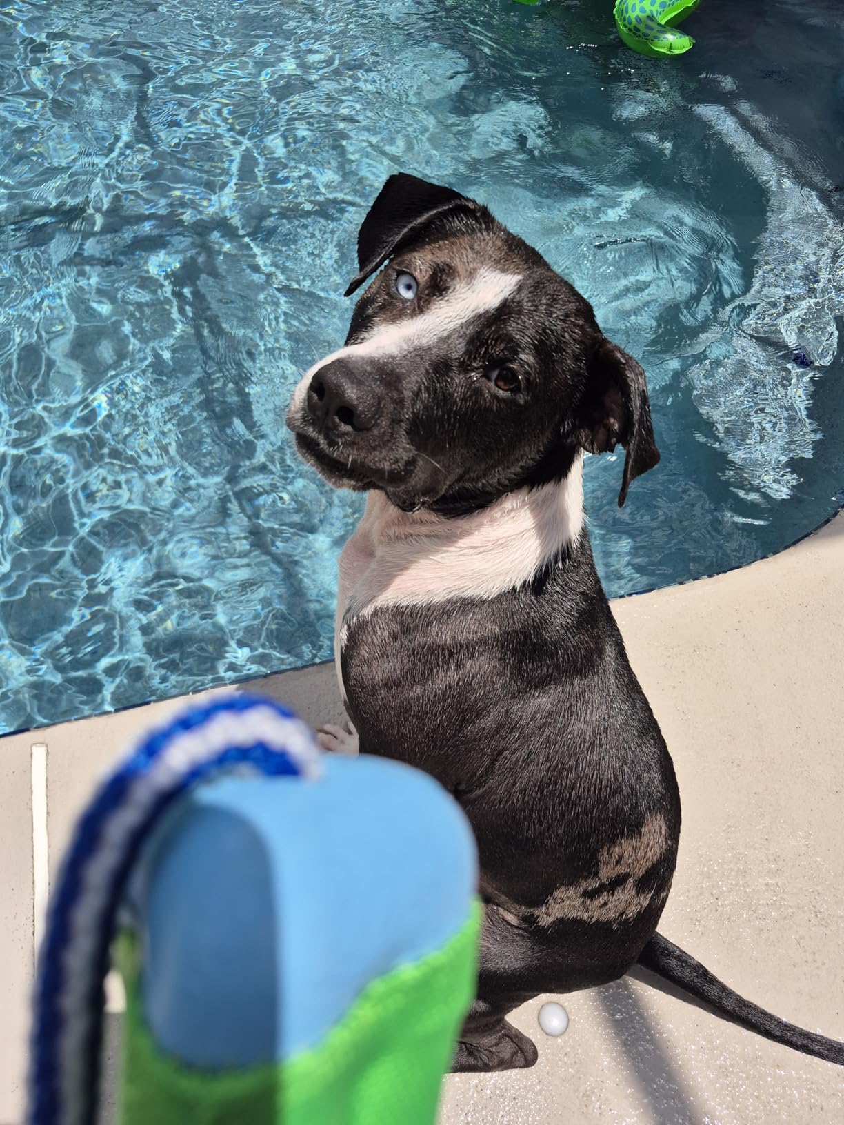 Chuckit! Amphibious Bumper Fetch and Float Toy | Floats in Water & Keeps Dogs Busy with Interactive Fetch Play; Made of Tough Rubber, Nylon & Foam with Non-Slip Rope Handle customer photo 2