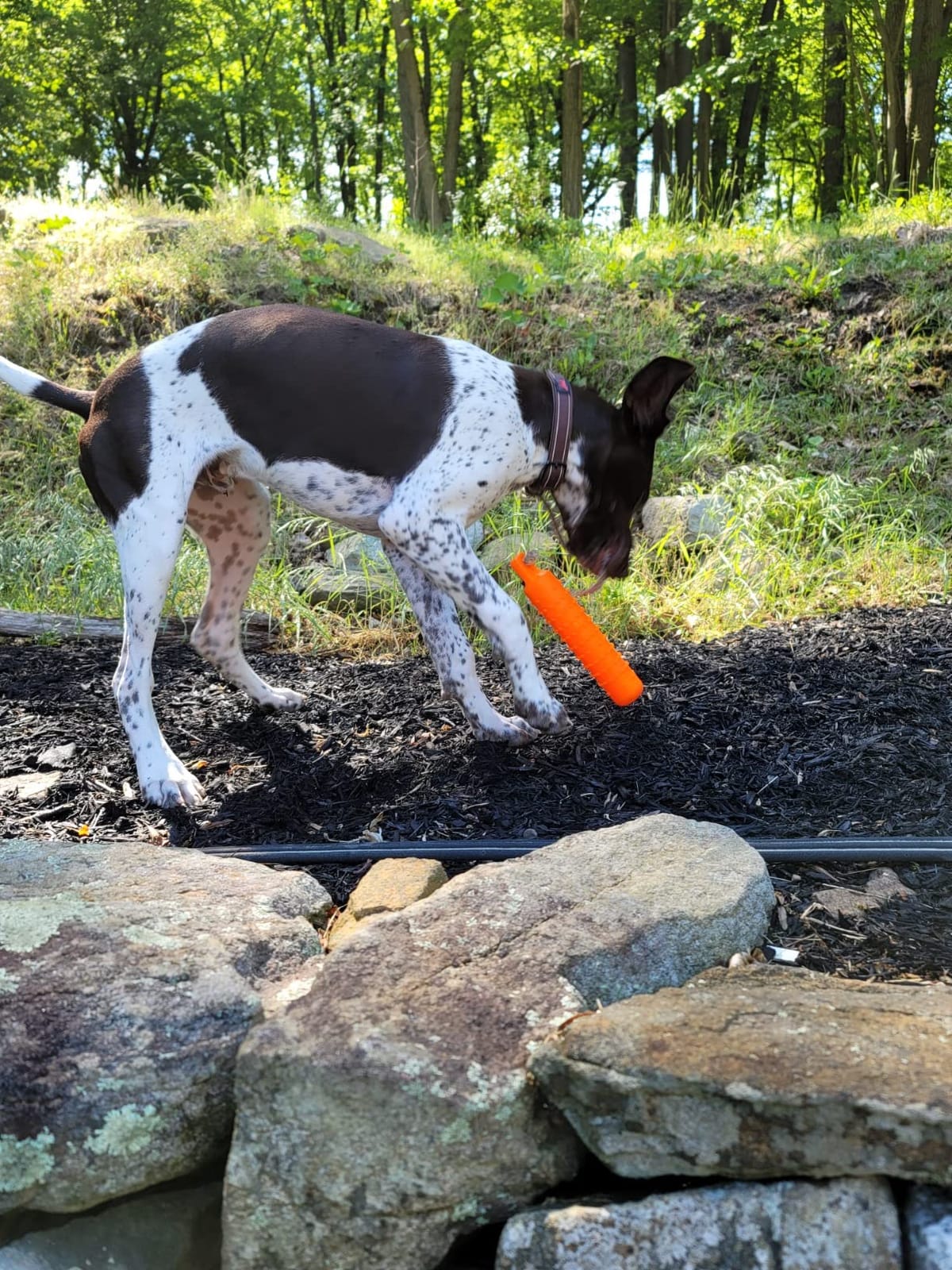 SportDOG Plastic Dummy, Orange, Regular Size 2in x 12in | Training Dummy for Sporting Dogs, Orange to Train Dogs to Use Their Noses After Reaching the Area of a Fall customer photo 1