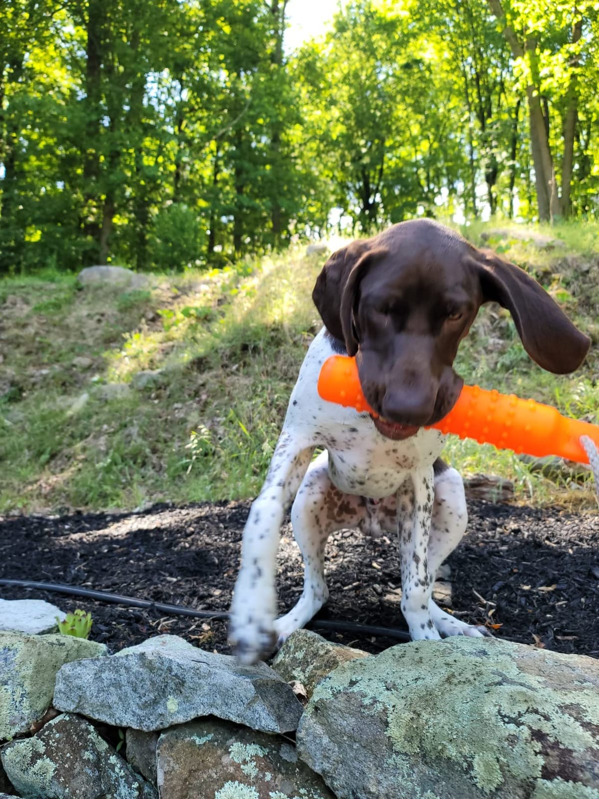SportDOG Plastic Dummy, Orange, Regular Size 2in x 12in | Training Dummy for Sporting Dogs, Orange to Train Dogs to Use Their Noses After Reaching the Area of a Fall customer photo 2