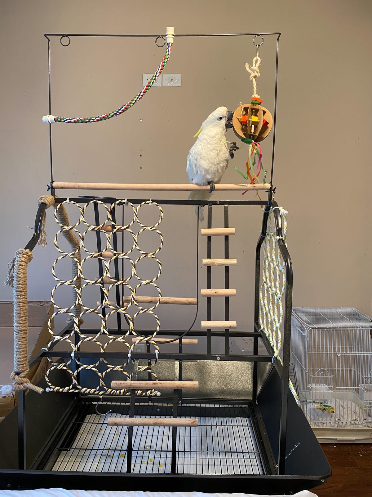 Prevue Pet Products Small Parrot Playstand with Wheels, Bird Stand Activity Play Center with Perches and Ladders, Indoor Outdoor Playground for Birds with Swing, Black Hammertone Finish customer photo 1