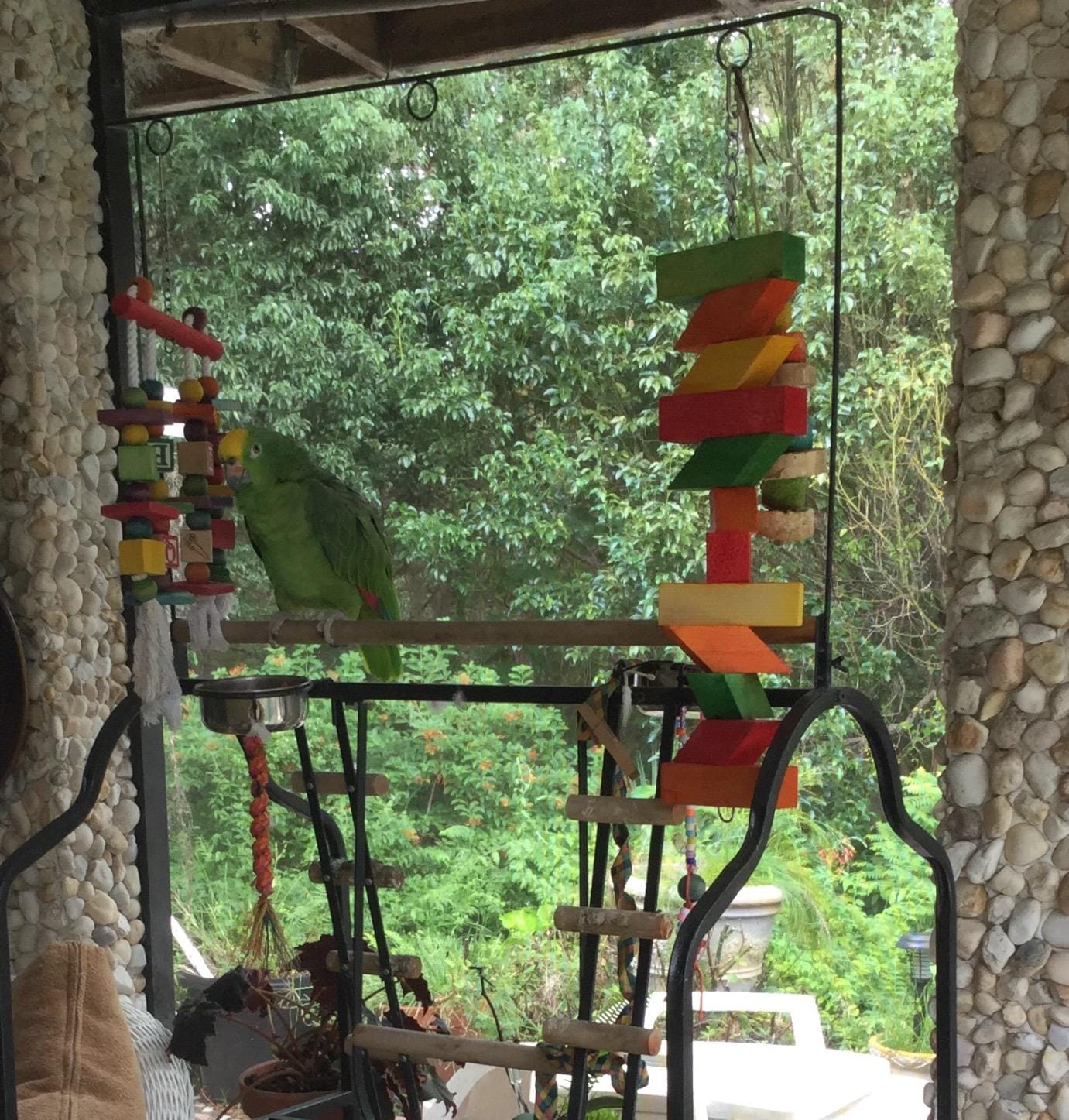 Prevue Pet Products Small Parrot Playstand with Wheels, Bird Stand Activity Play Center with Perches and Ladders, Indoor Outdoor Playground for Birds with Swing, Black Hammertone Finish customer photo 2