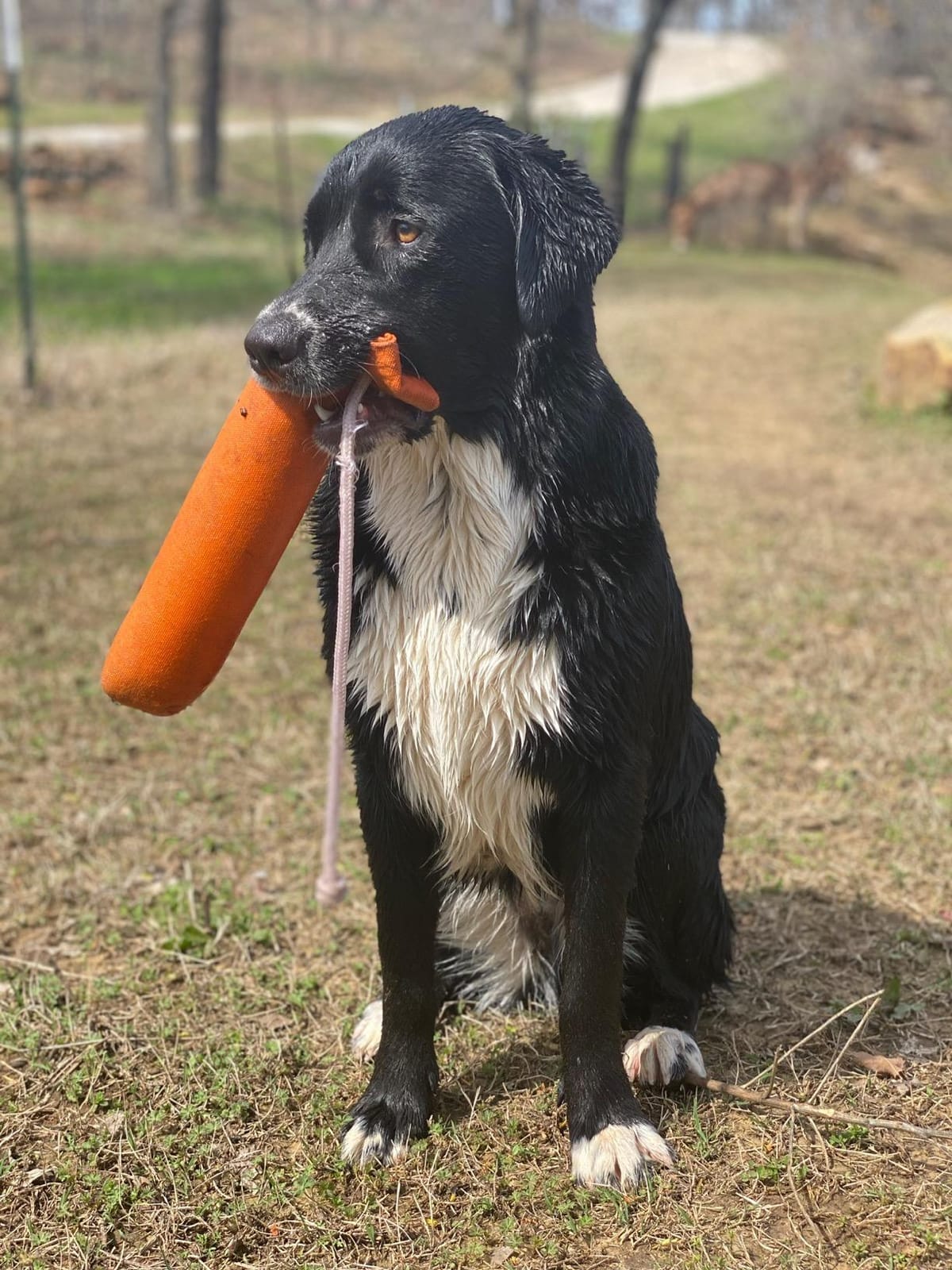 SportDOG Brand Canvas Dummies, Orange | Hunting Dog Training Tool - Weighted Bumper for Easy Throwing - Readily Holds Game Scent - Floats customer photo 1