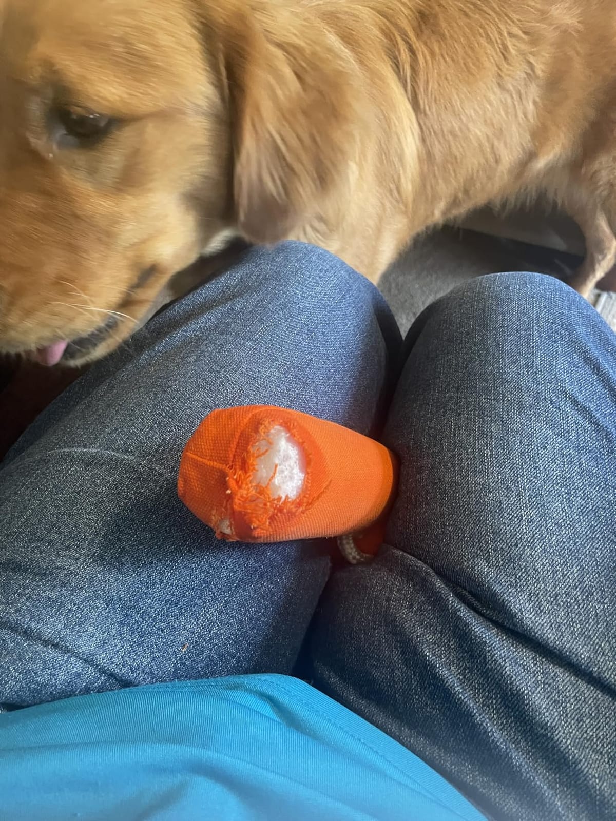 SportDOG Brand Canvas Dummies, Orange | Hunting Dog Training Tool - Weighted Bumper for Easy Throwing - Readily Holds Game Scent - Floats customer photo 2