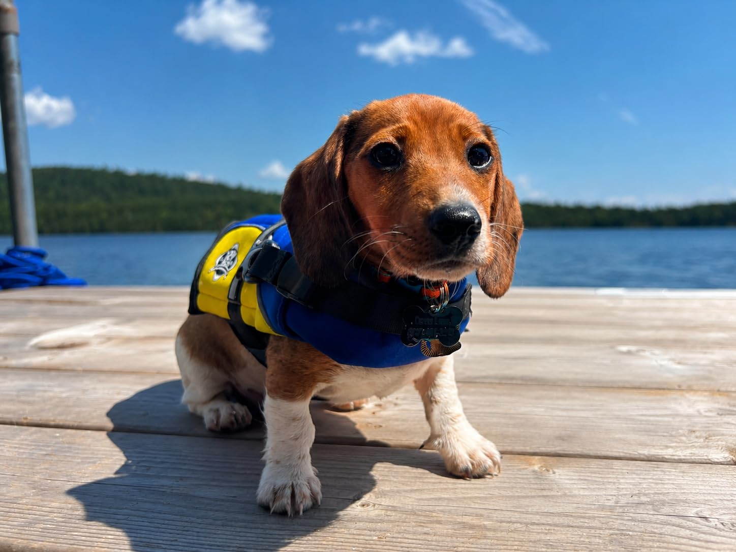 Dog Life Jacket - Premium Swim Vest with SafeChin Anti-Choke Collar | PAWS Aboard Red | RapidLift Rescue Handle, D-Ring, Reflective Trim | Boating, Kayaking, Pool | X-Large (80-110 lbs) customer photo 1