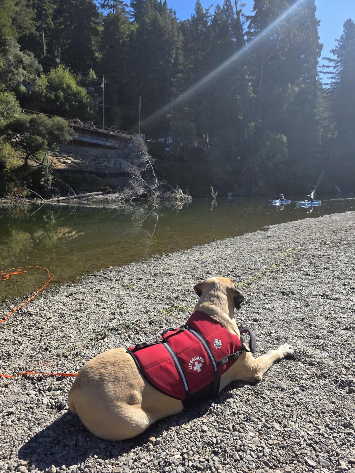 Dog Life Jacket - Premium Swim Vest with SafeChin Anti-Choke Collar | PAWS Aboard Red | RapidLift Rescue Handle, D-Ring, Reflective Trim | Boating, Kayaking, Pool | X-Large (80-110 lbs) customer photo 2