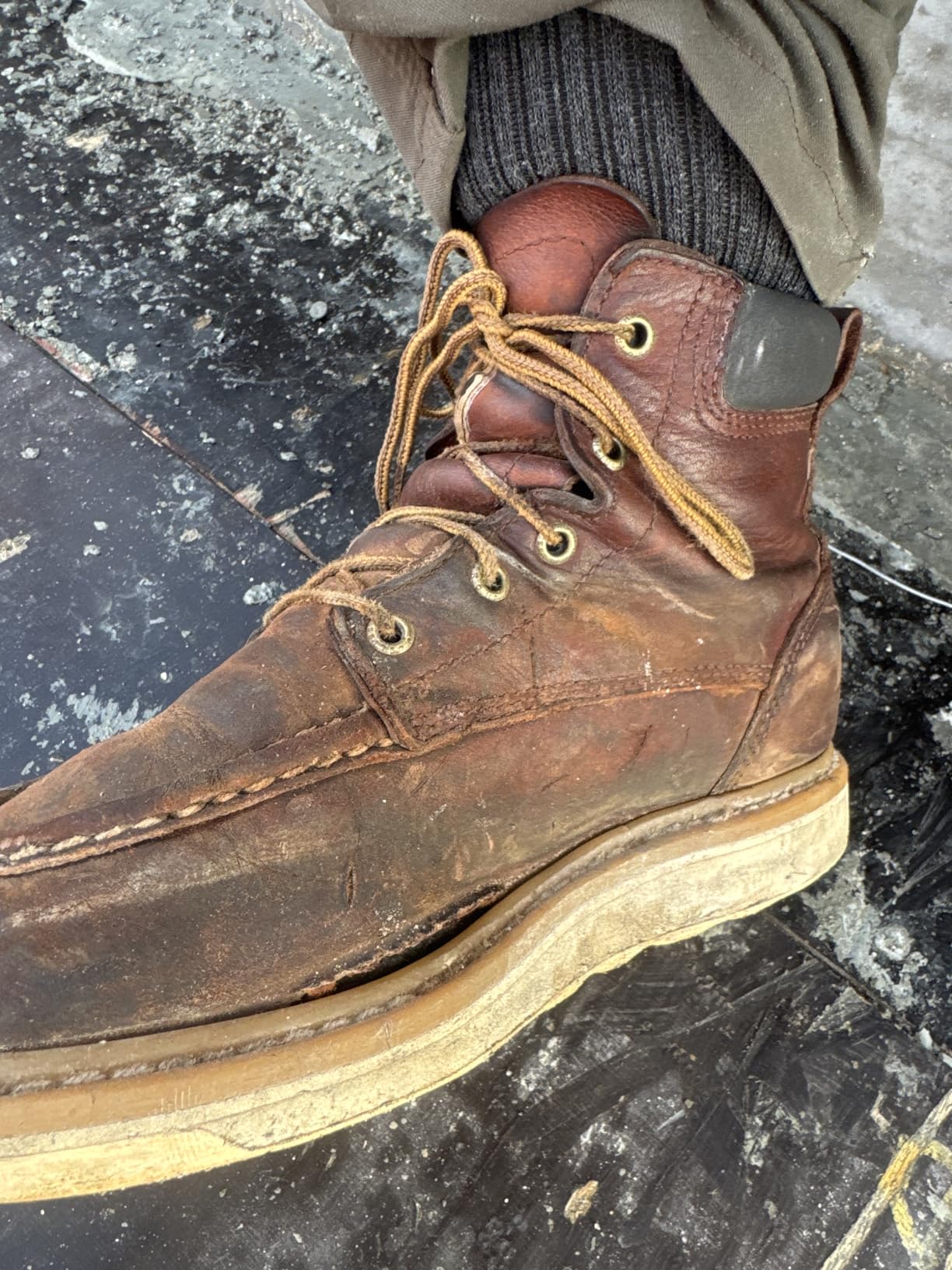 Irish Setter Ashby 6