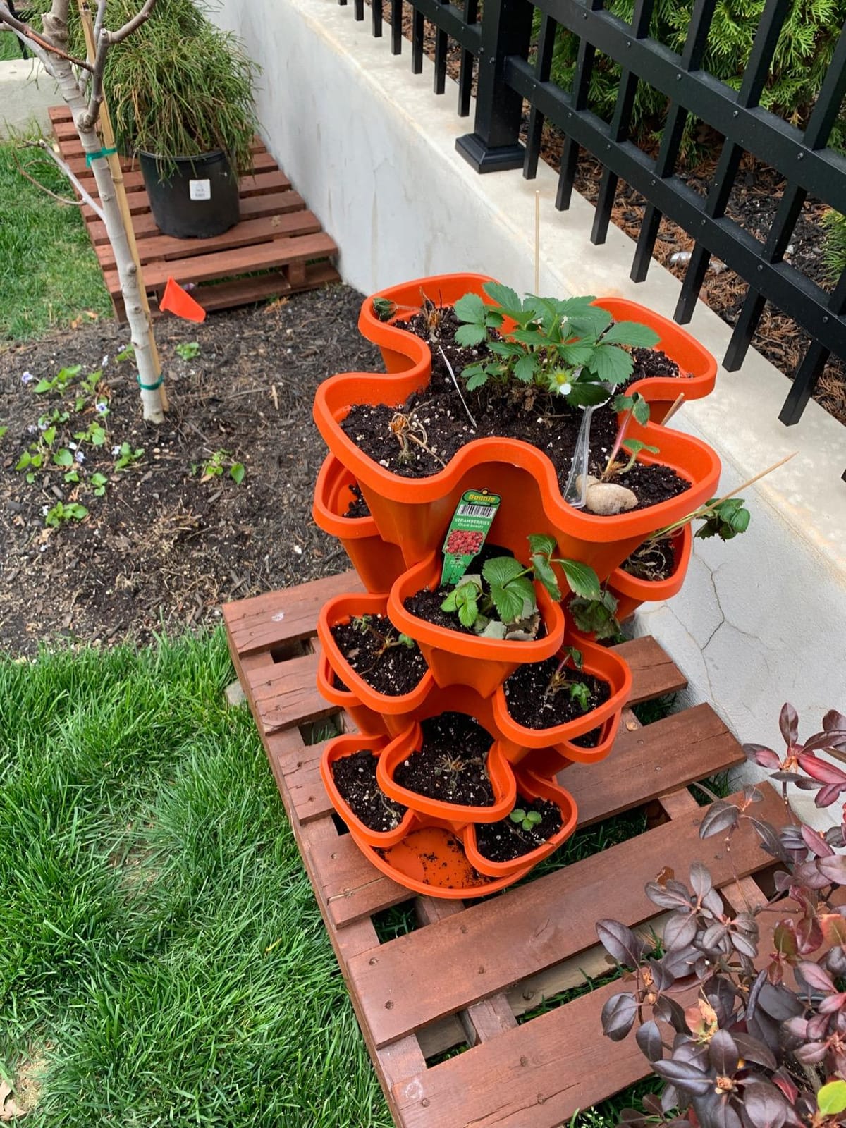 5 Tier Stackable Strawberry, Herb, Flower, and Vegetable Planter - Vertical Garden Indoor/Outdoor customer photo 1