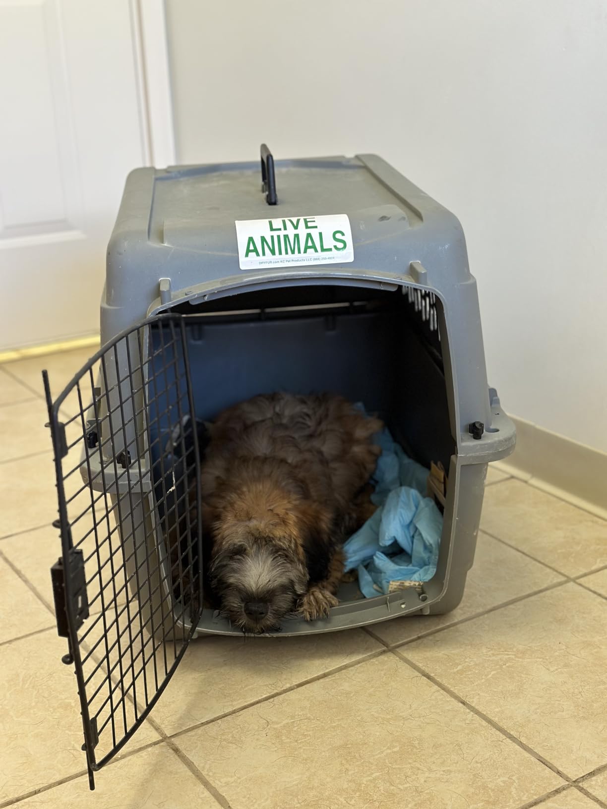 Petmate Vari Dog Kennel, Carrier, 10 to 20lbs, 24in, Taupe and Black customer photo 2