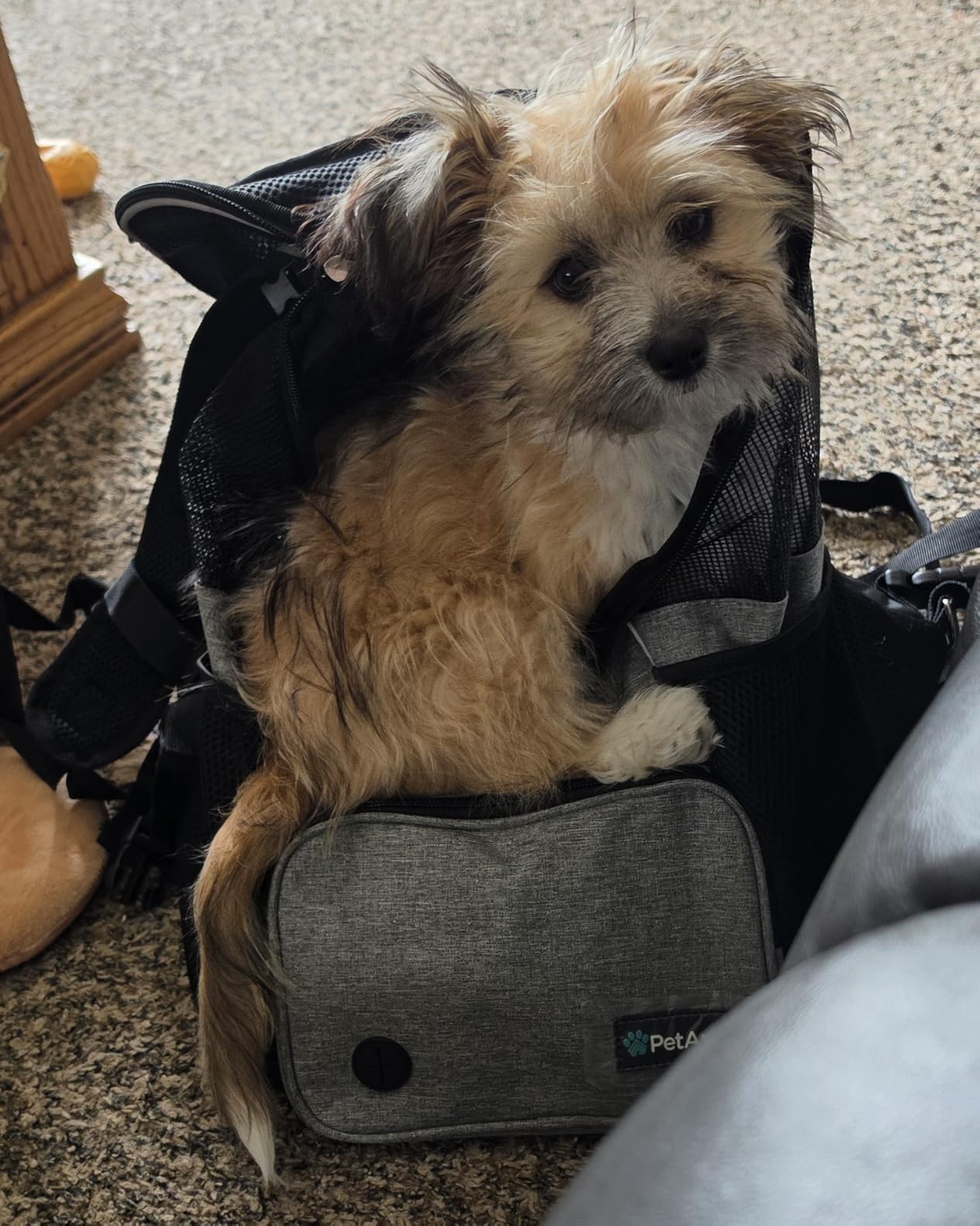 PetAmi Dog Front Carrier Backpack, Adjustable Dog Pet Cat Chest Carrier Backpack, Ventilated Dog Carrier for Hiking Camping Travel, Small Medium Puppy Large Cat Carrying Bag, Max 15 lbs, Gray customer photo 1