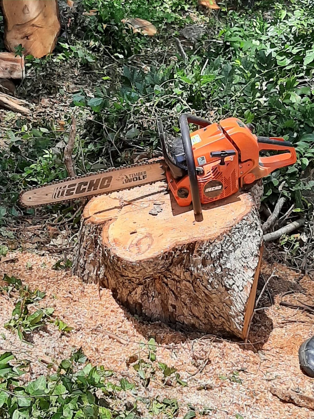 Echo CS-590-20AA 20 in. 59.8 cc Gas Chainsaw customer photo 2