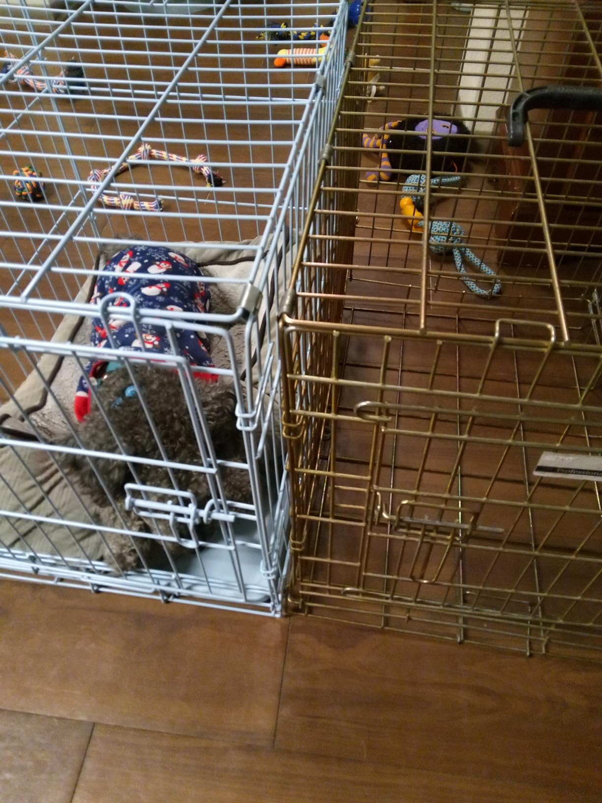 Carlson Pet Products Carlson Compact and Secure Deluxe Blue Metal Dog Crate, Blue customer photo 1