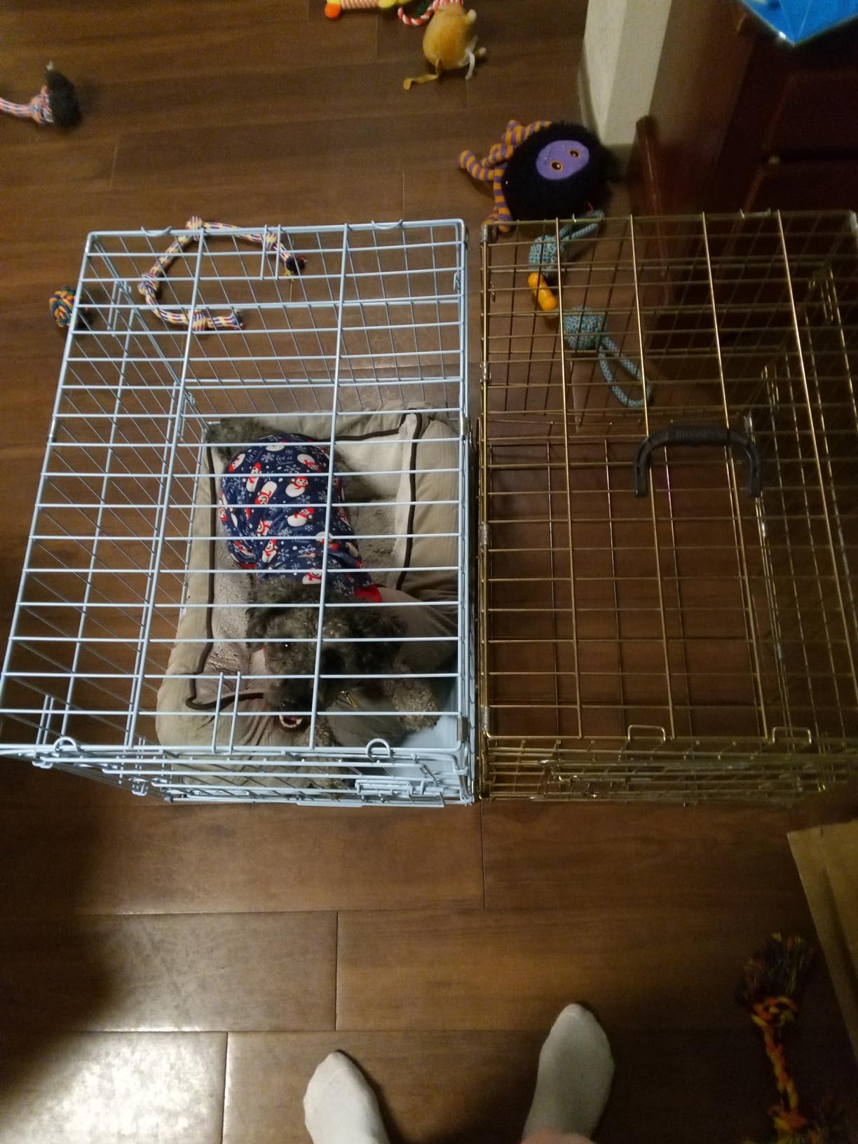 Carlson Pet Products Carlson Compact and Secure Deluxe Blue Metal Dog Crate, Blue customer photo 2