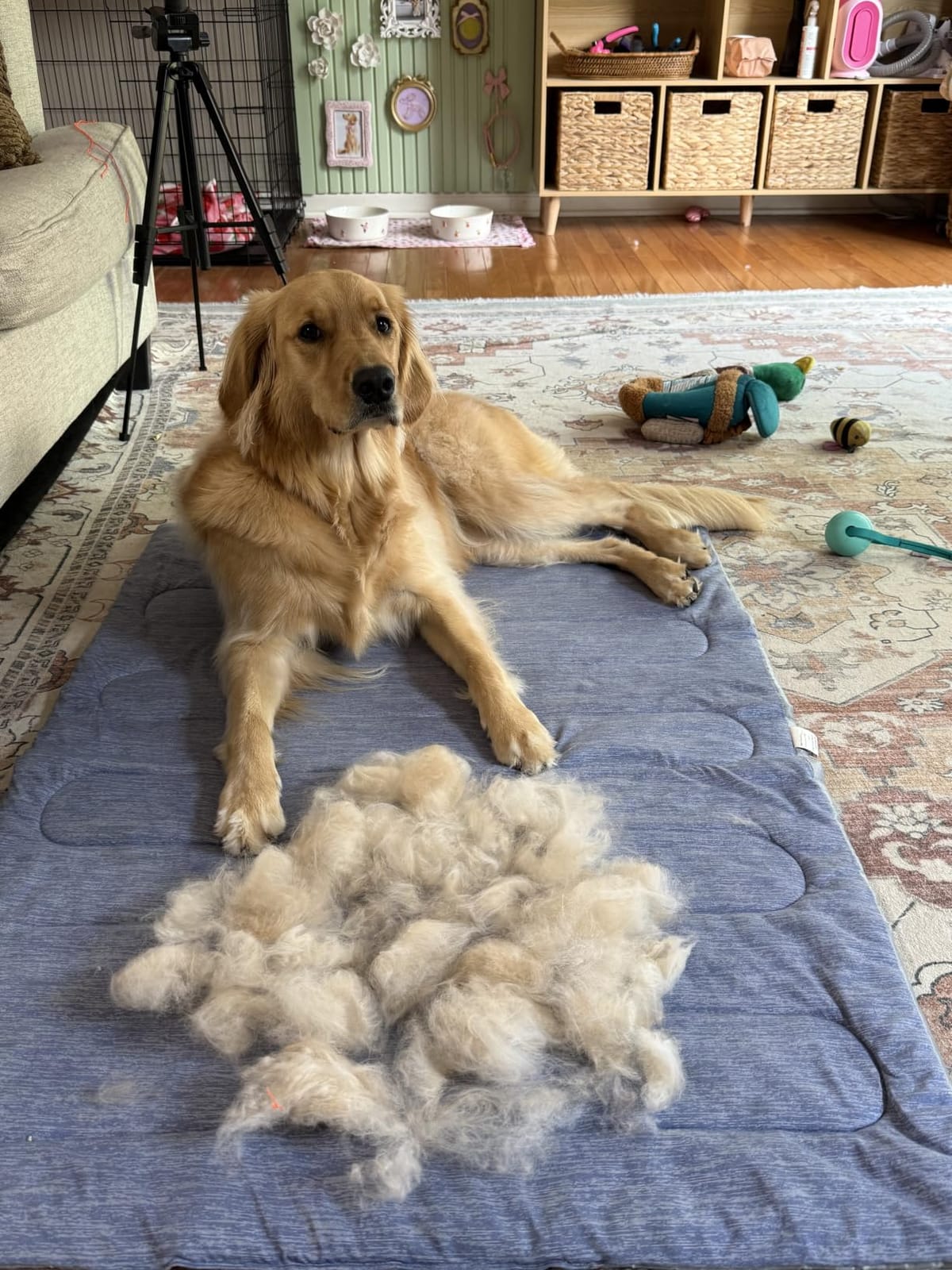GoPets 2-in-1 Deshedding & Dematting Comb & Grooming Brush for Dogs & Cats customer photo 1