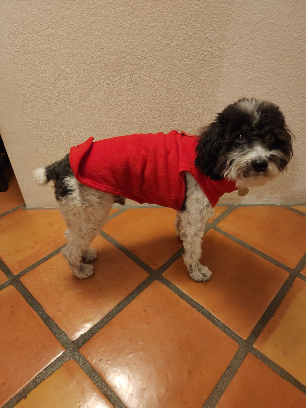 Gooby Fleece Vest Dog Sweater, Blue, Medium customer photo 2