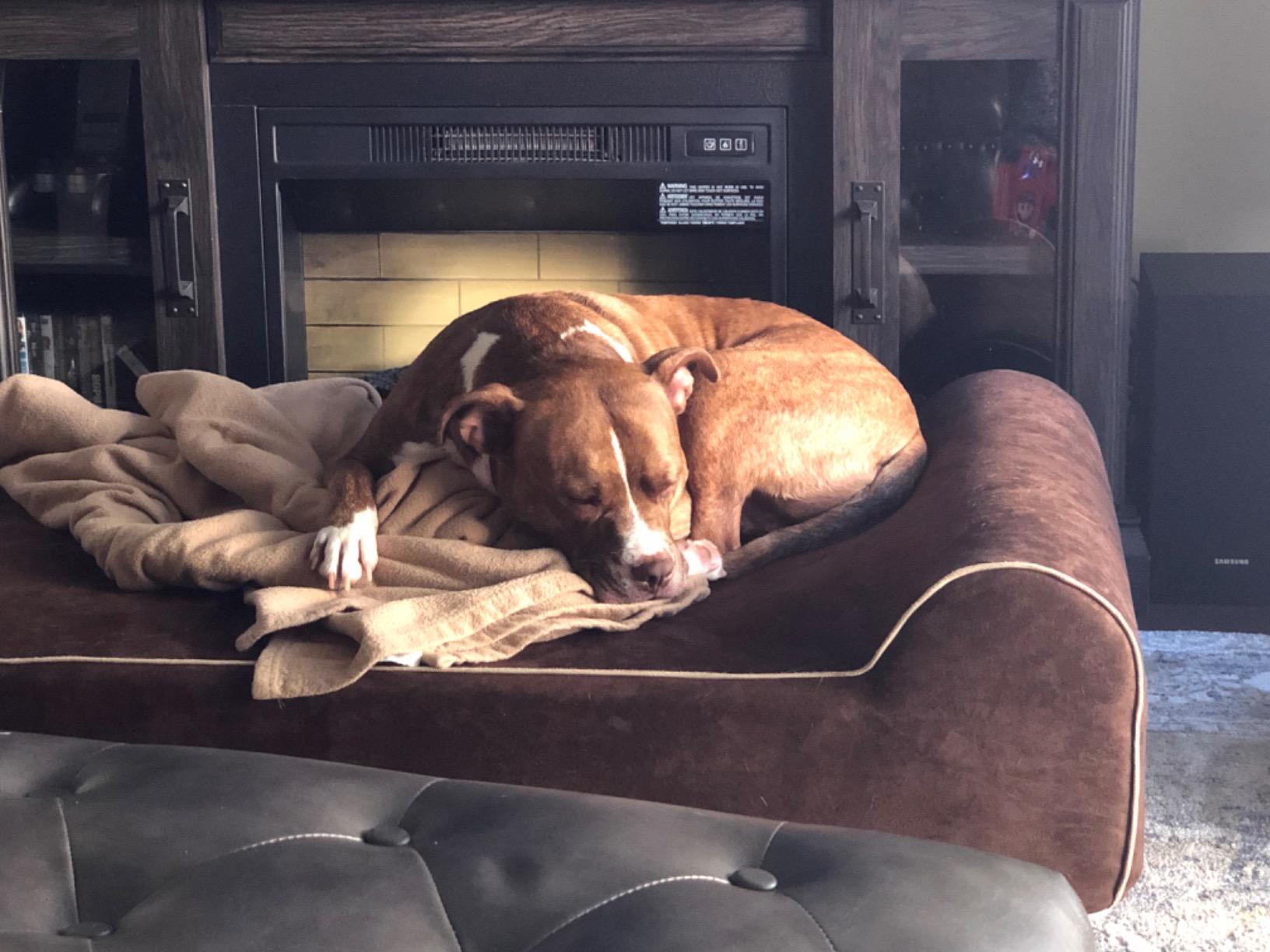 Bully Beds Orthopedic Dog Bed - Medical Grade Memory Foam Premium Quality Bed for Giant & Senior Dogs - Waterproof Liner Large Dog Bed for Arthritic Joints - Color: Chocolate - Large (48L x 30W x 7H) customer photo 1