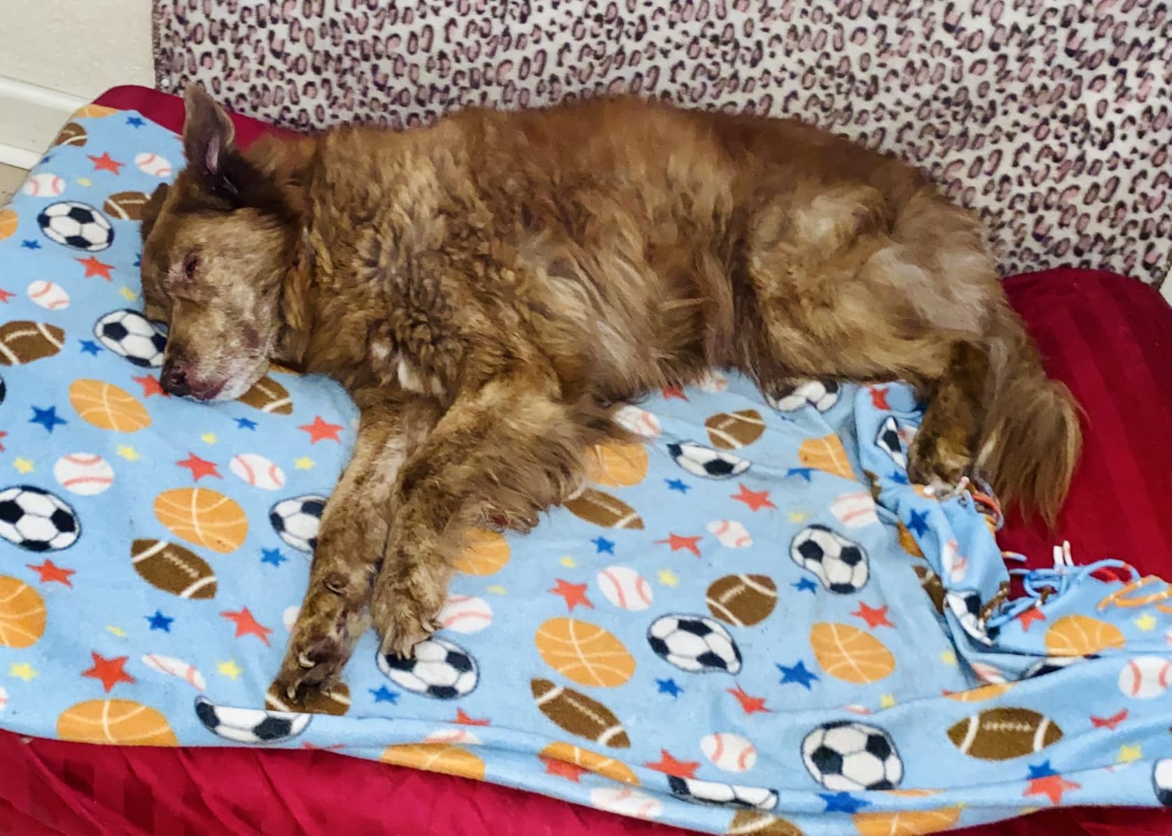 KOPEKS Orthopedic Memory Foam Dog Bed 7