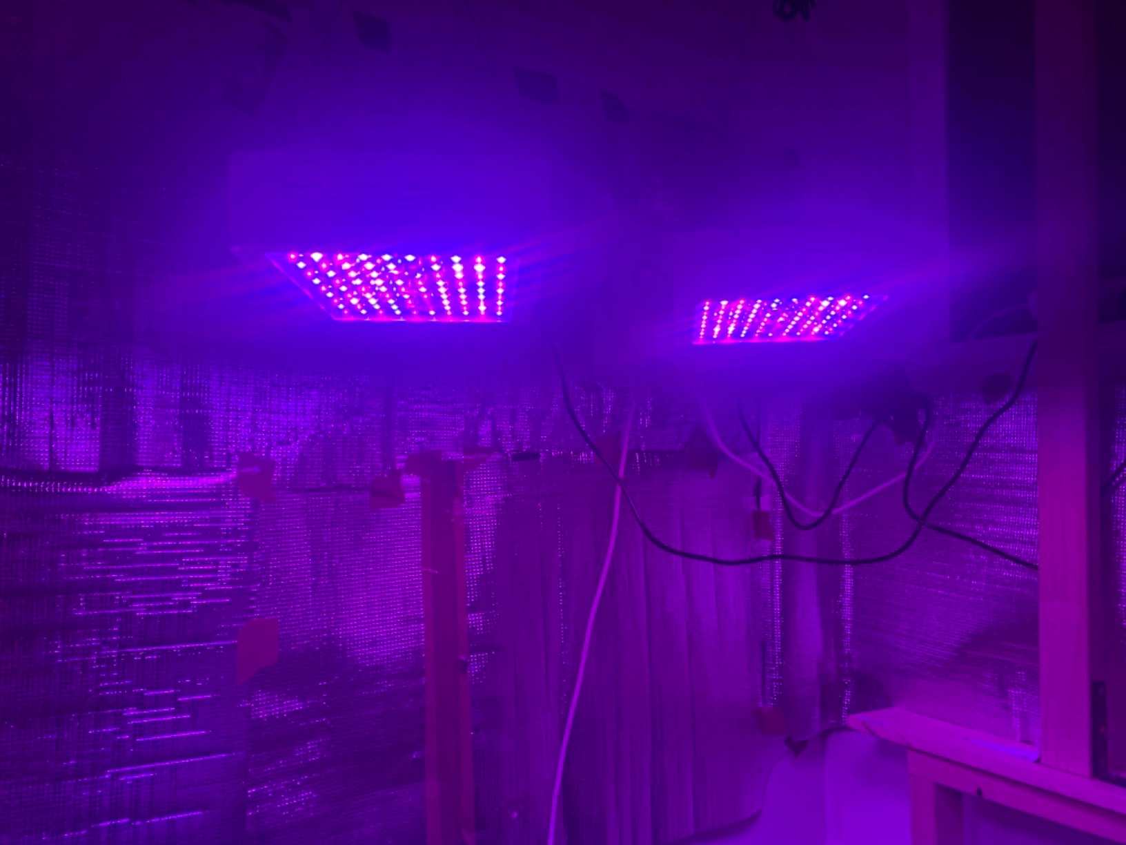 KingLED KP1000 Grow Light for Indoor Plants, Fits 2x2, 2x3 & 2x4 ft Tents customer photo 1