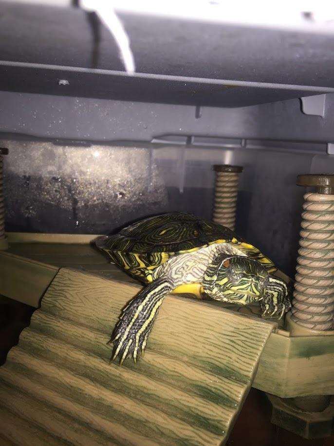 Penn-Plax Reptology Floating Turtle Pier and Basking Platform – Decorative, Functional, and Naturally Inspired – Small customer photo 1