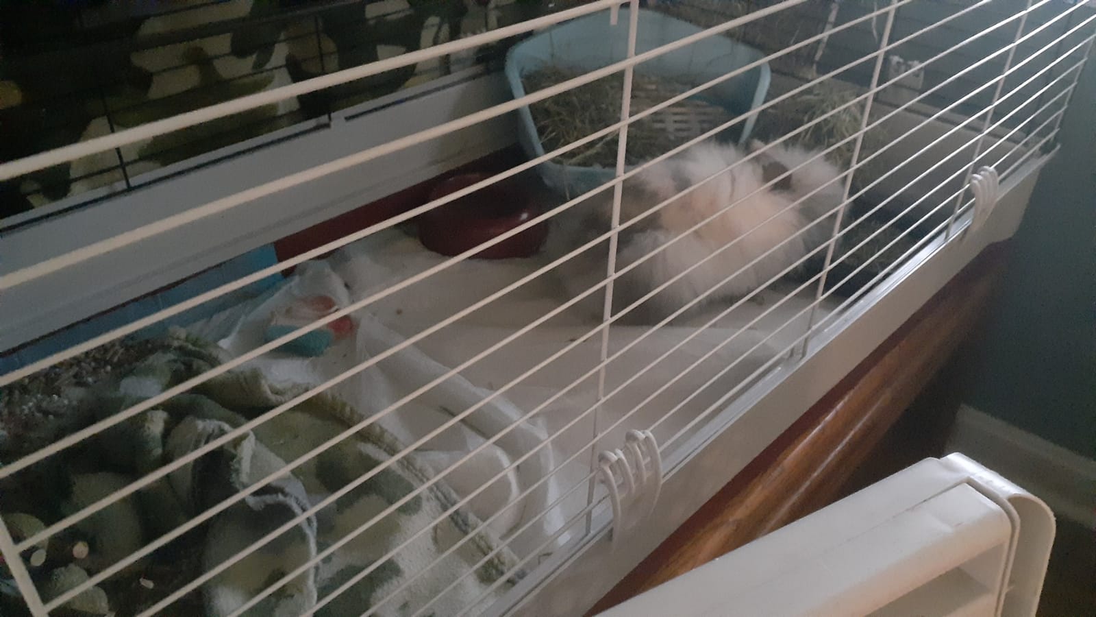 MidWest Homes for Pets 158 Wabbitat Deluxe Rabbit Home, Rabbit Cage, 39.5 L x 23.75 W x 19.75 H Inch, Maroon/White customer photo 2