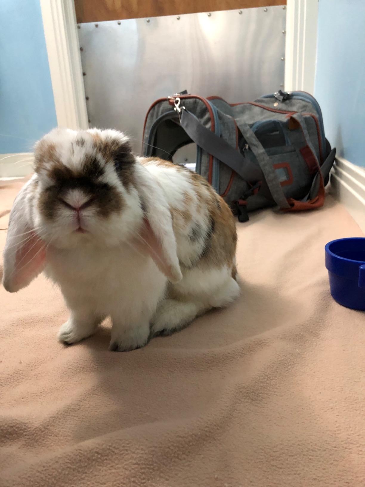 Mr. Peanut's Airline Approved Soft Sided Pet Carrier, Low Profile Gold Series Tote, Premium Brand Self Locking Zippers, Under Seat Compatibility, Plush Faux Fleece Bedding with a Sturdy Plywood Base customer photo 2