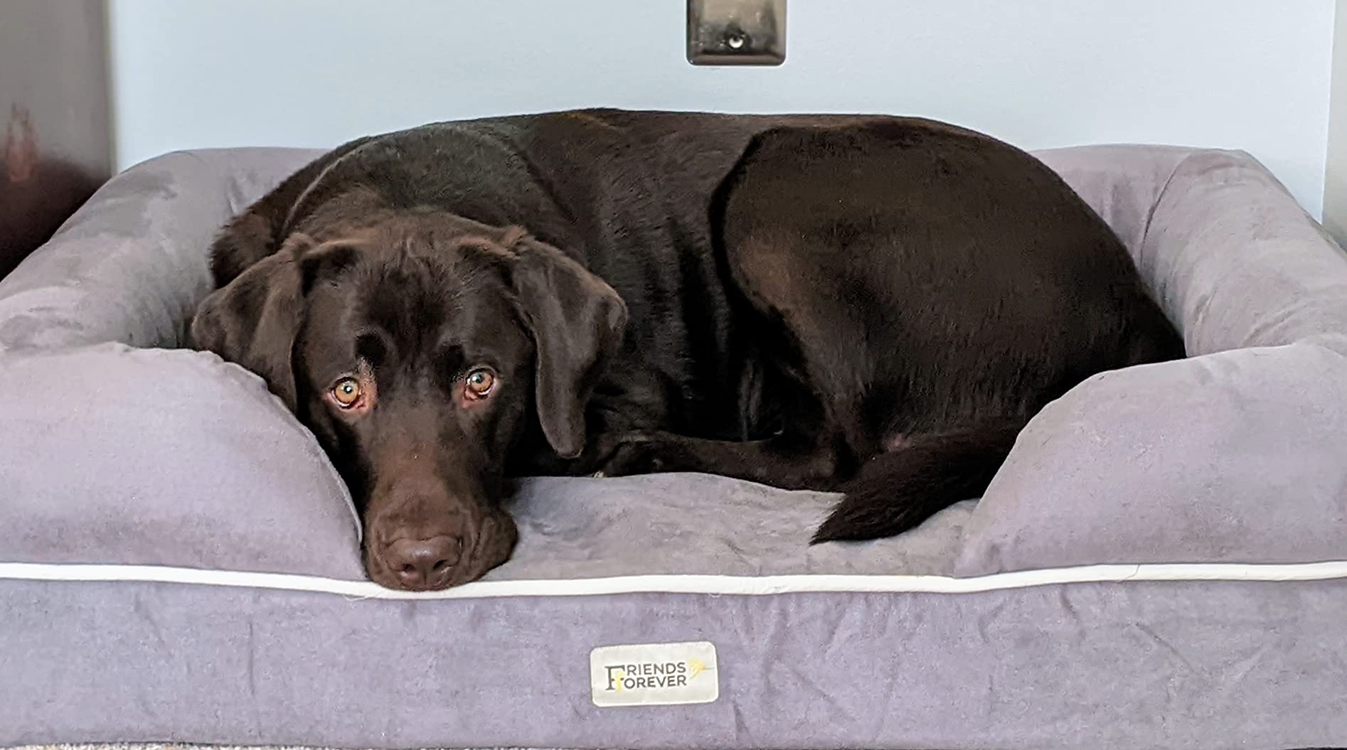 Friends Forever X-Large Dog Bed, Orthopedic Dog Sofa Memory Foam Mattress, Calming Dog Couch Bed, Wall Rim Pillow, Water Resistant Liner, Washable Cover, Non-Slip Bottom, Chester, X-Large Grey customer photo 2