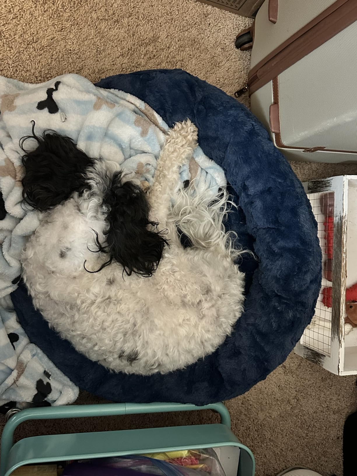 Best Friends by Sheri Original Calming Donut Dog Bed, Taupe, Small, 23